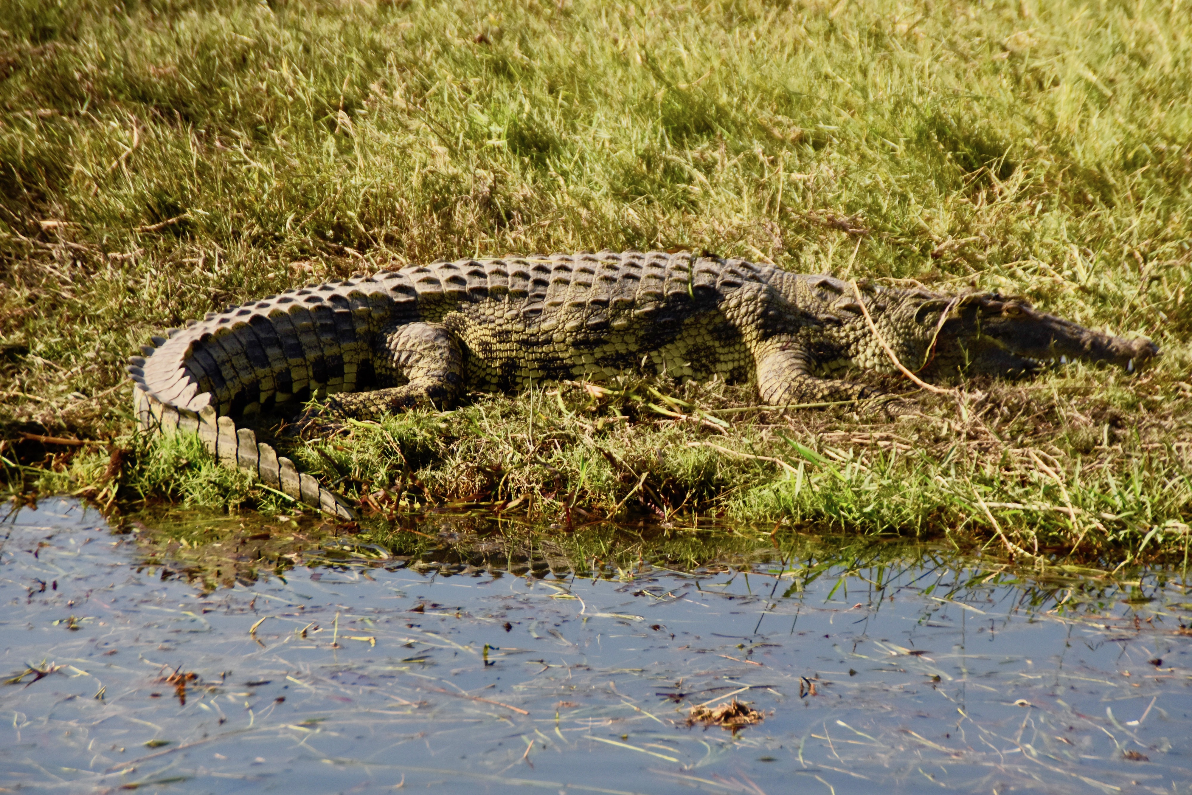 Nile Crocodile on the Chobe River