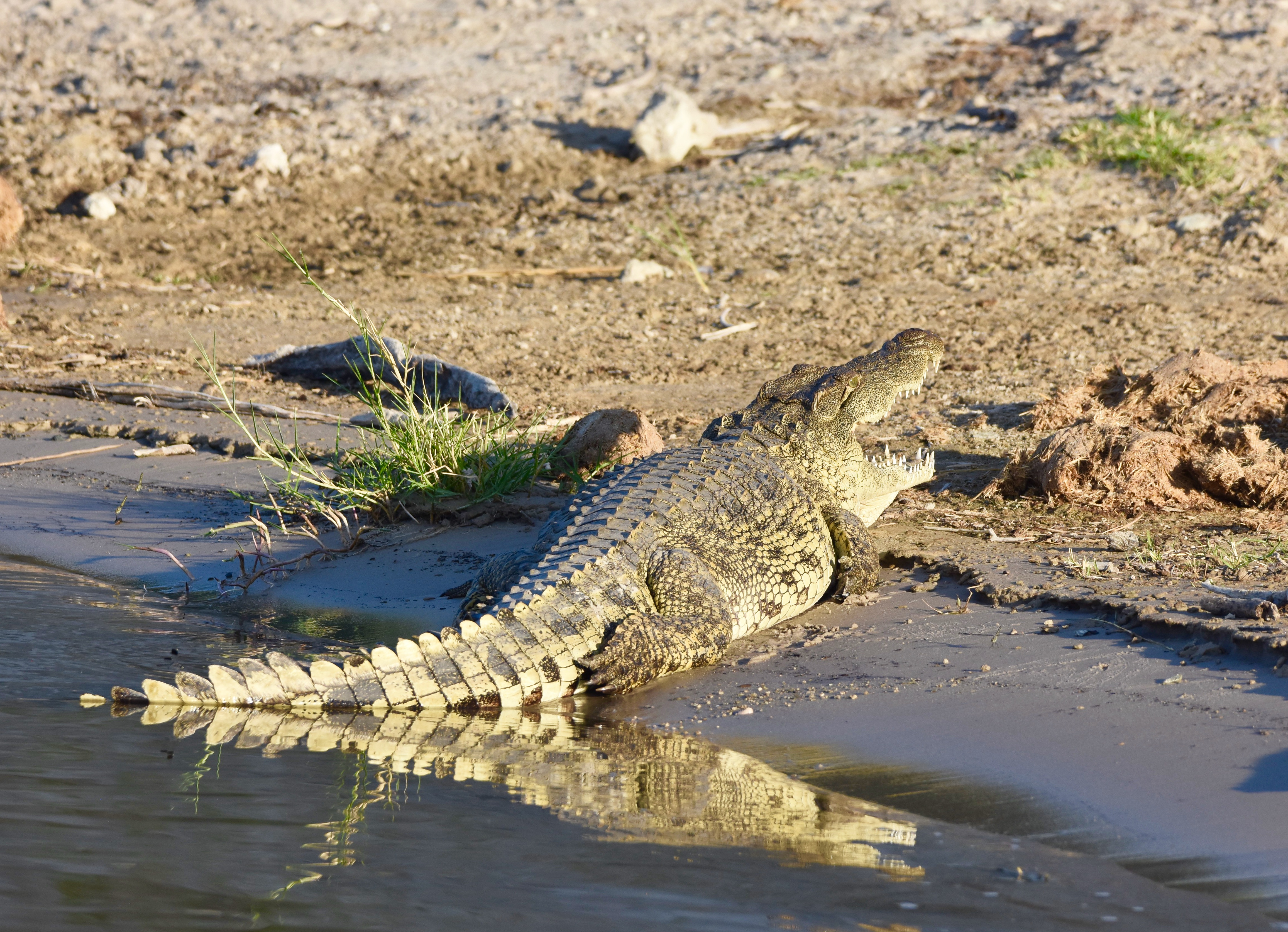 Crocodile on the Chobe River
