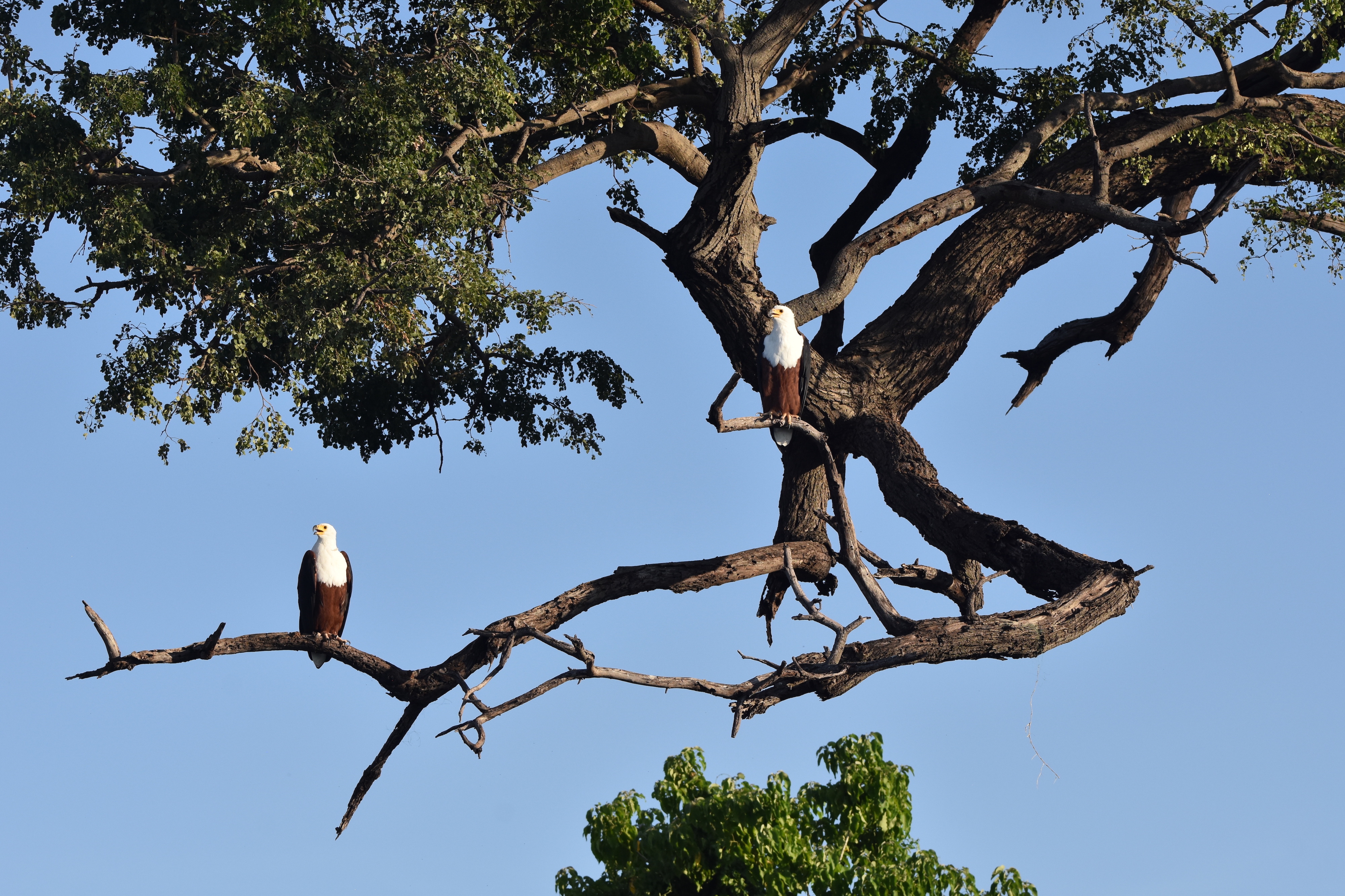 Fish Eagles on the Chobe River