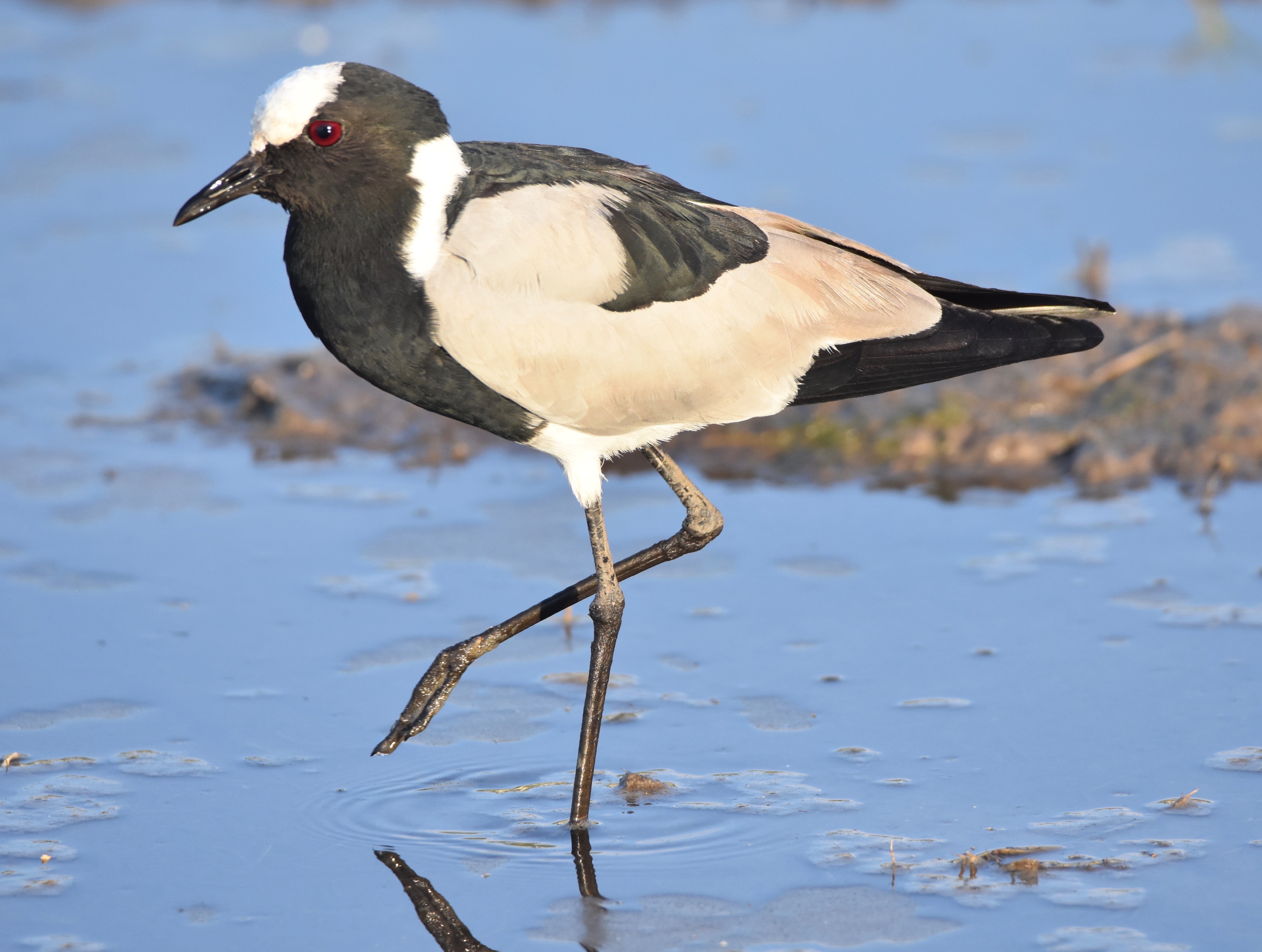 Blacksmith Lapwing, Chobe River