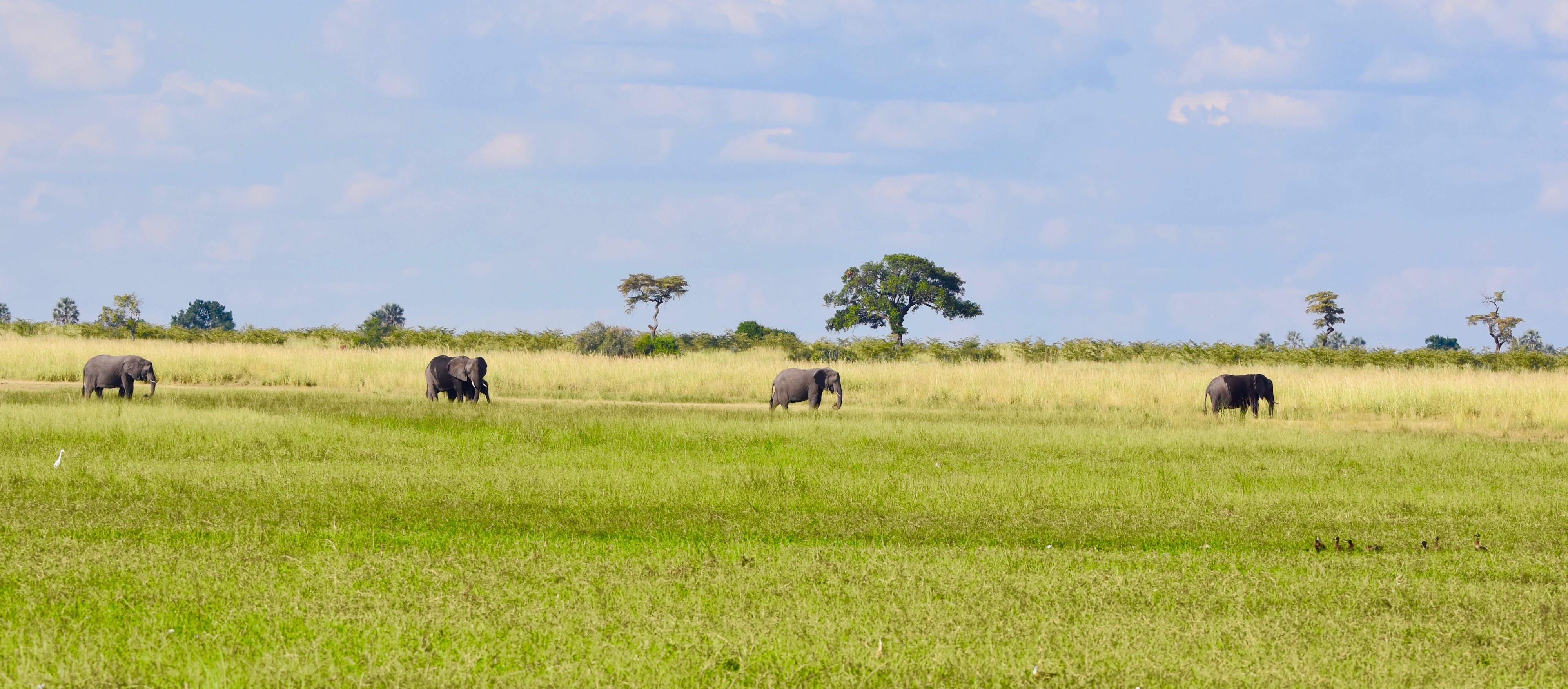 Elephants near the Chobe River