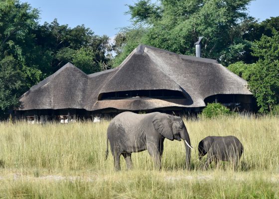 Elephants at Chobe Savannah Lodge