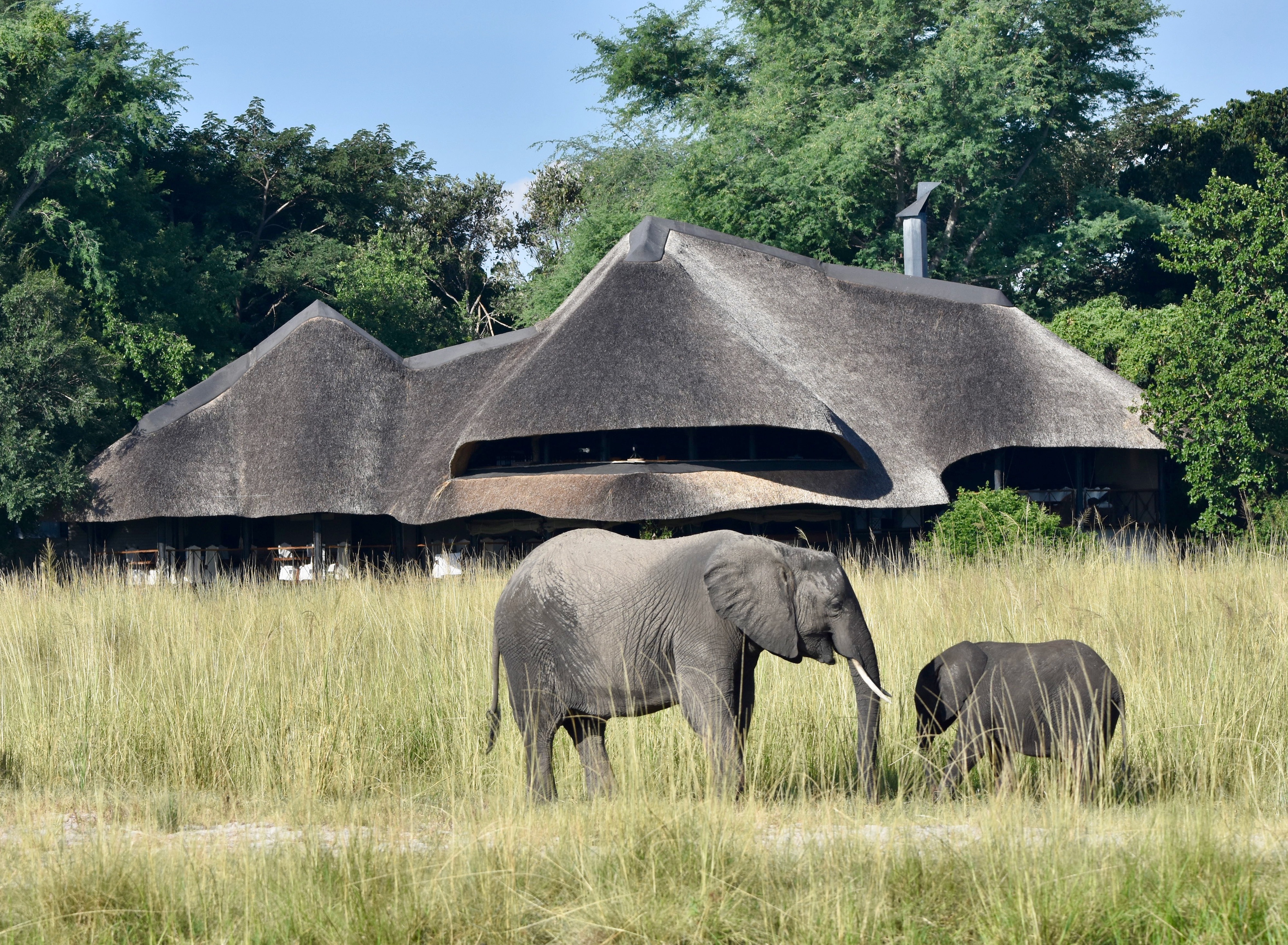 Elephants at Chobe Savanna Lodge