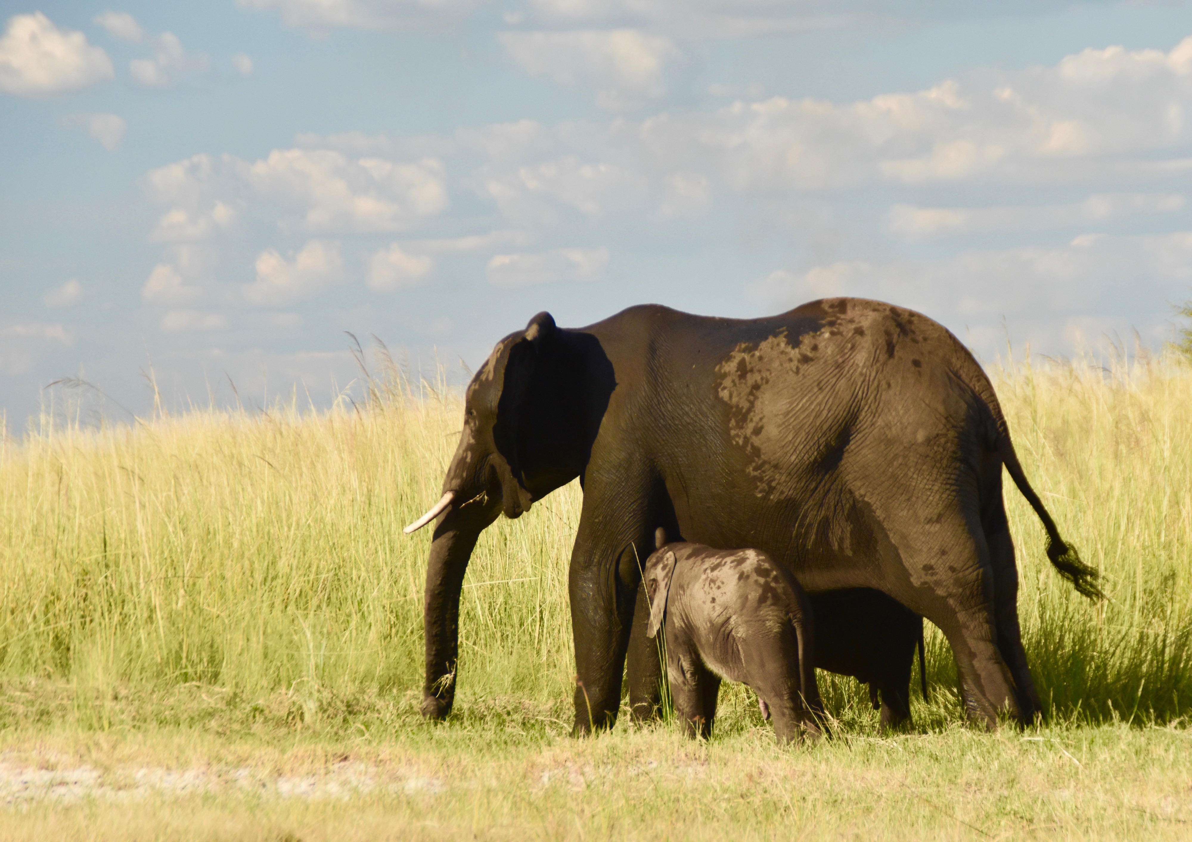 Chobe River Elephant and Child