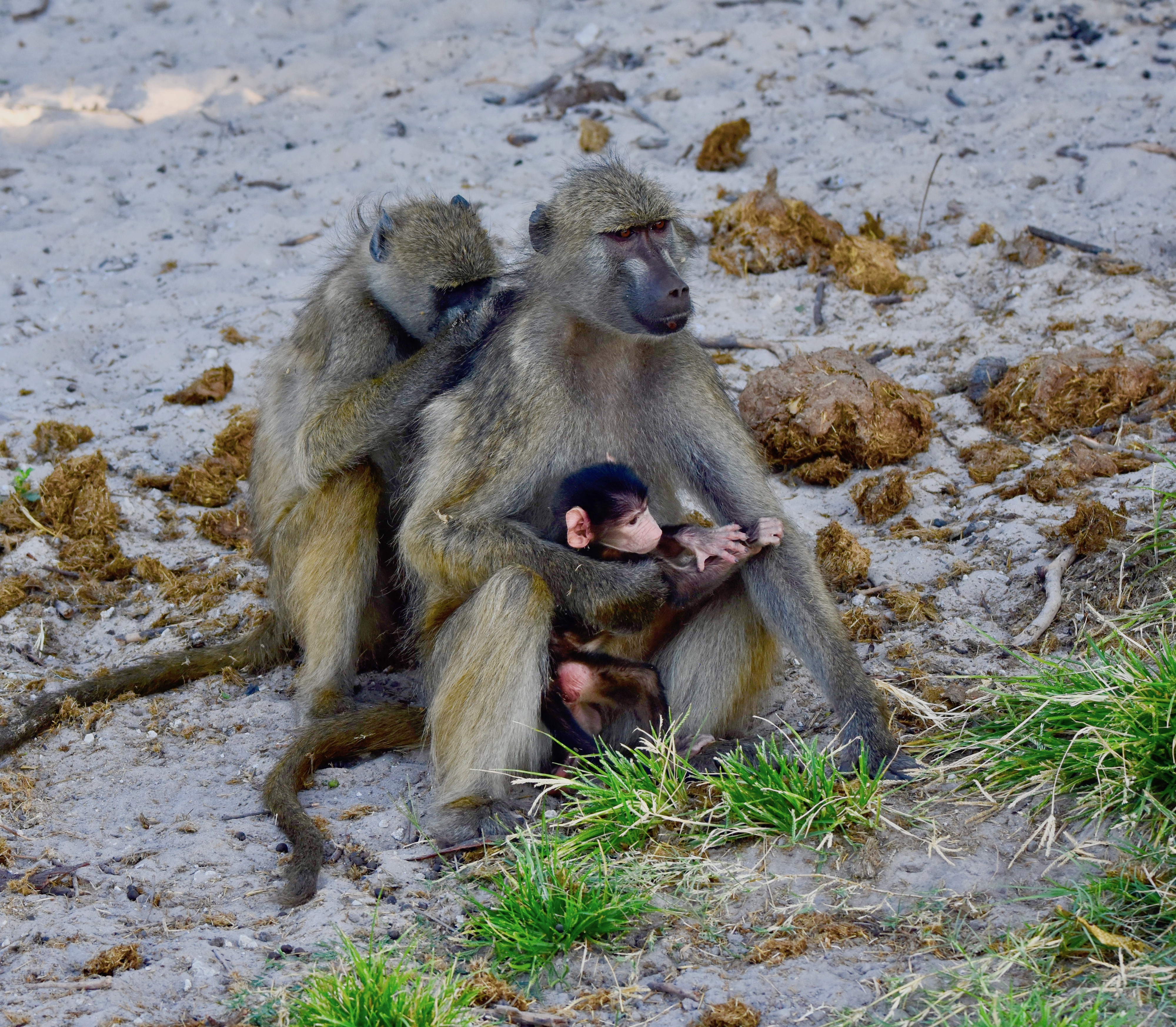 Baboons on the Chobe River