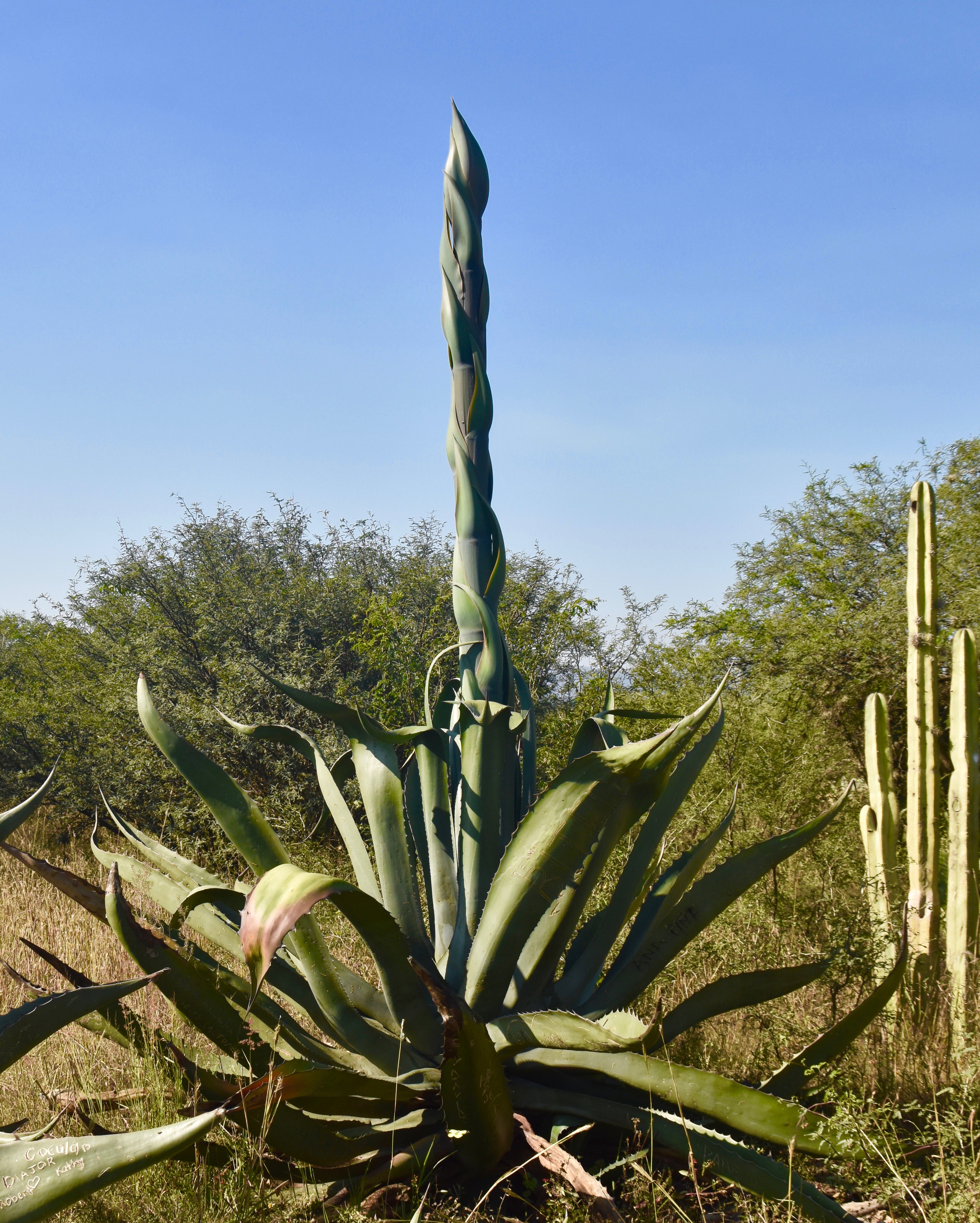 Agave Plant at Tula