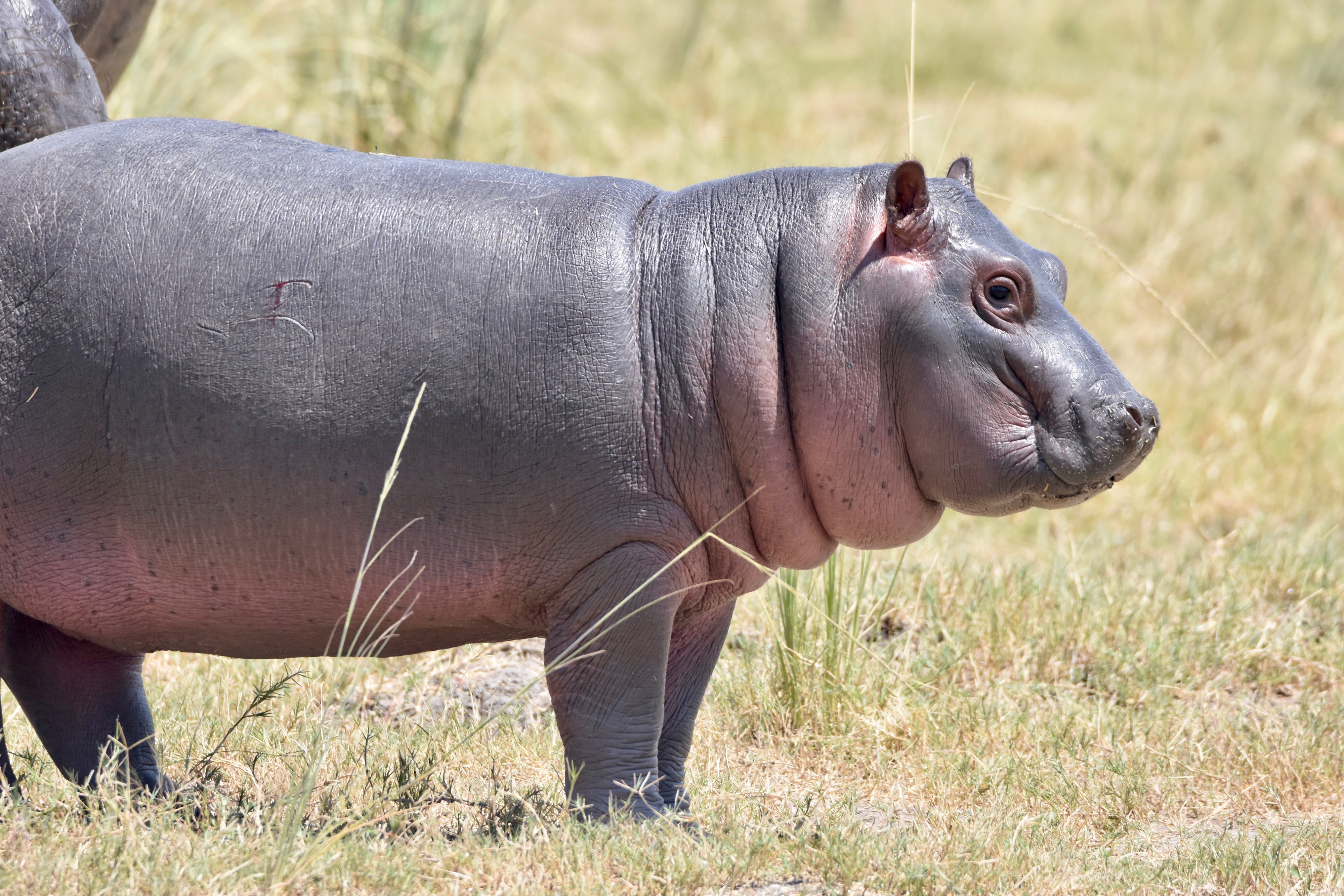 Chobe River Baby Hippo