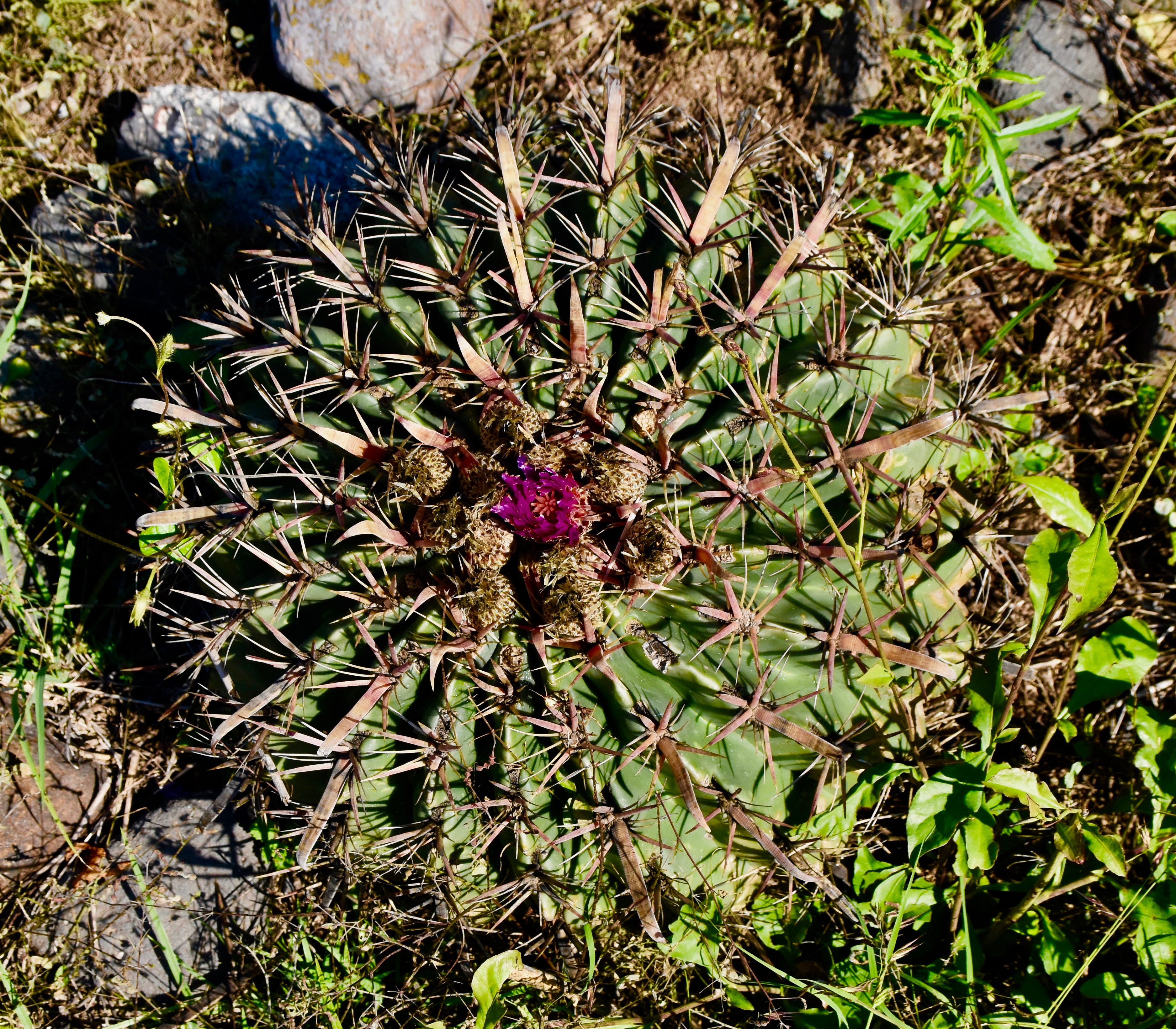 Barrel Cactus at Tula