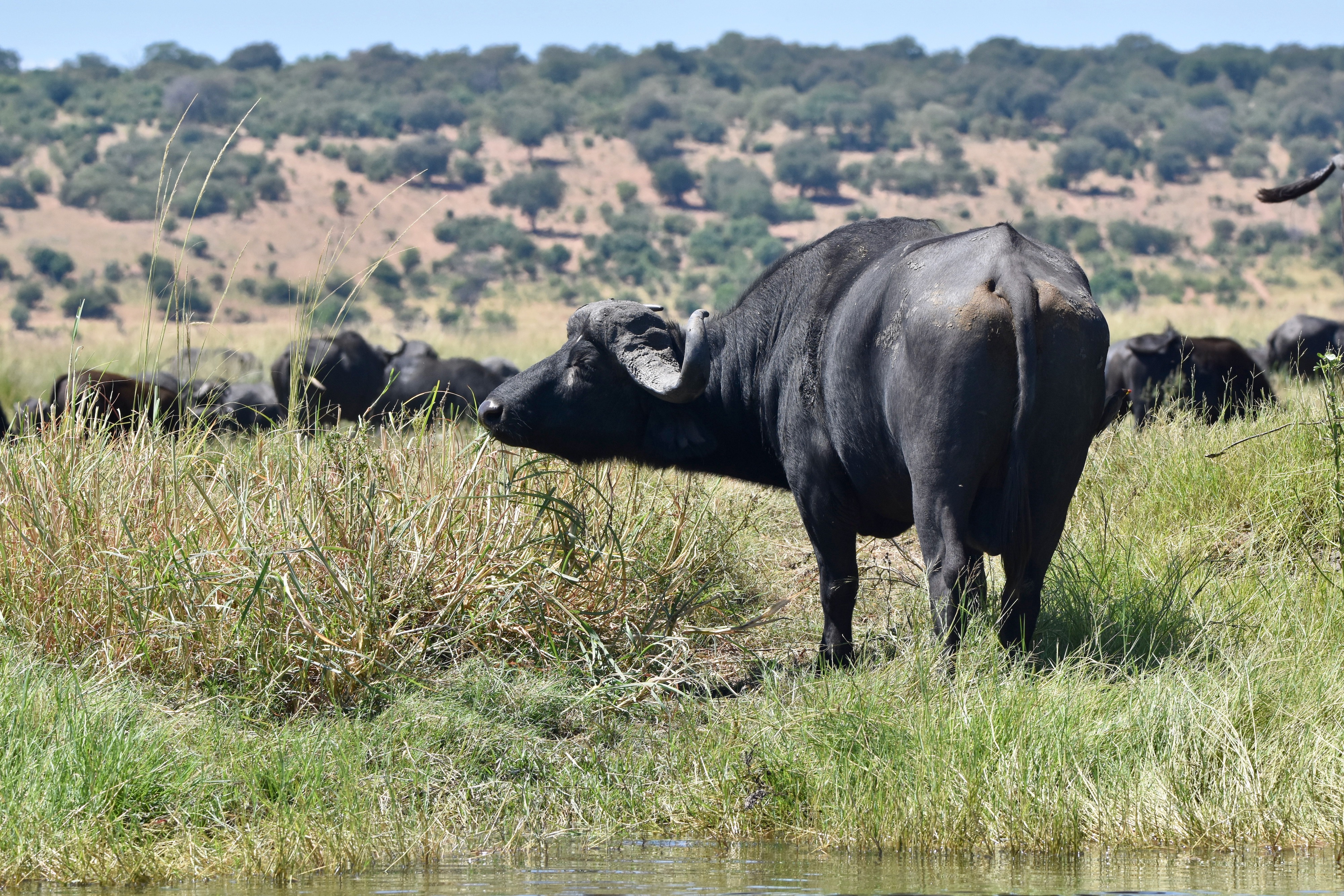 Cape Buffalo 