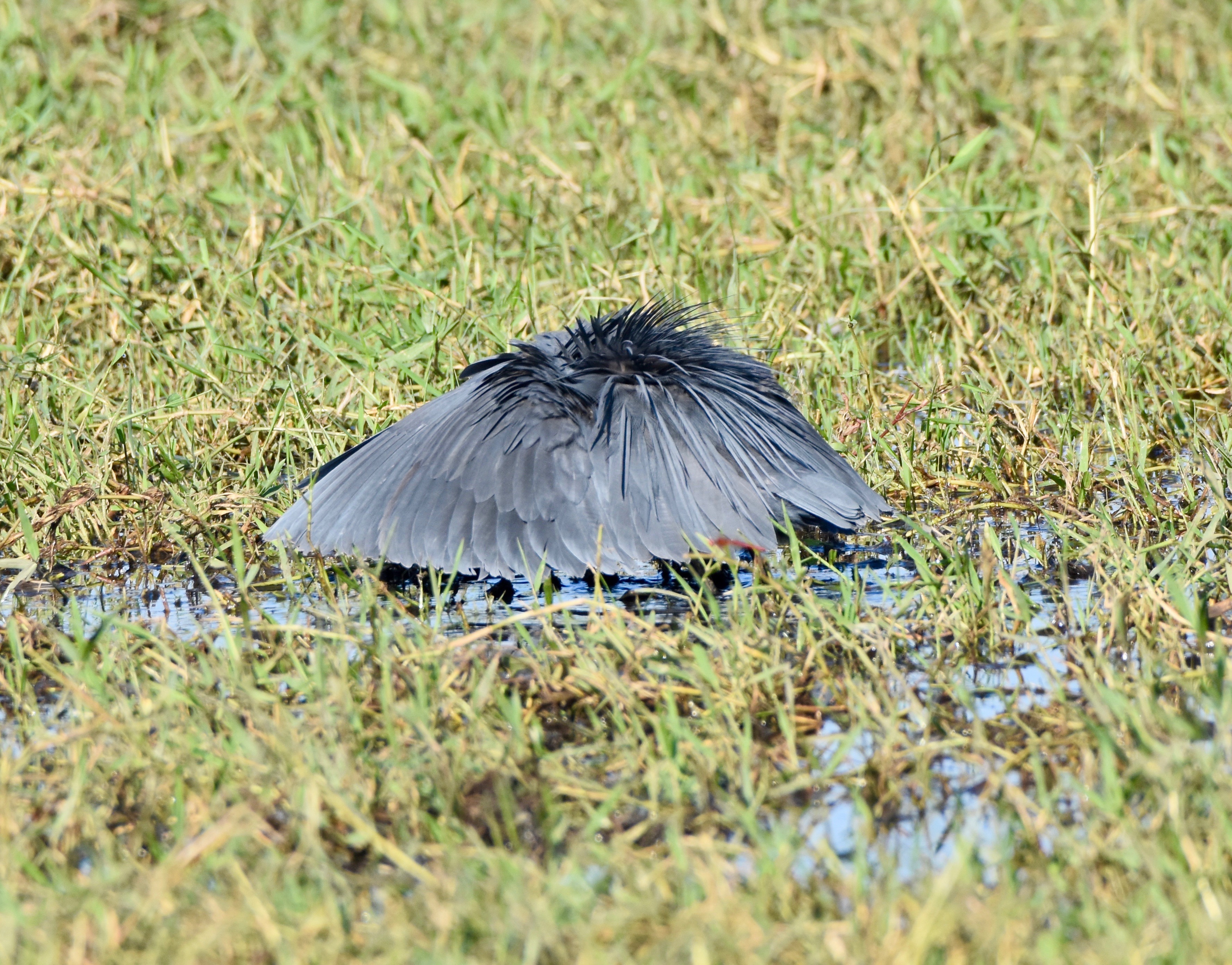 Black Heron as Umbrella Bird, Chobe River