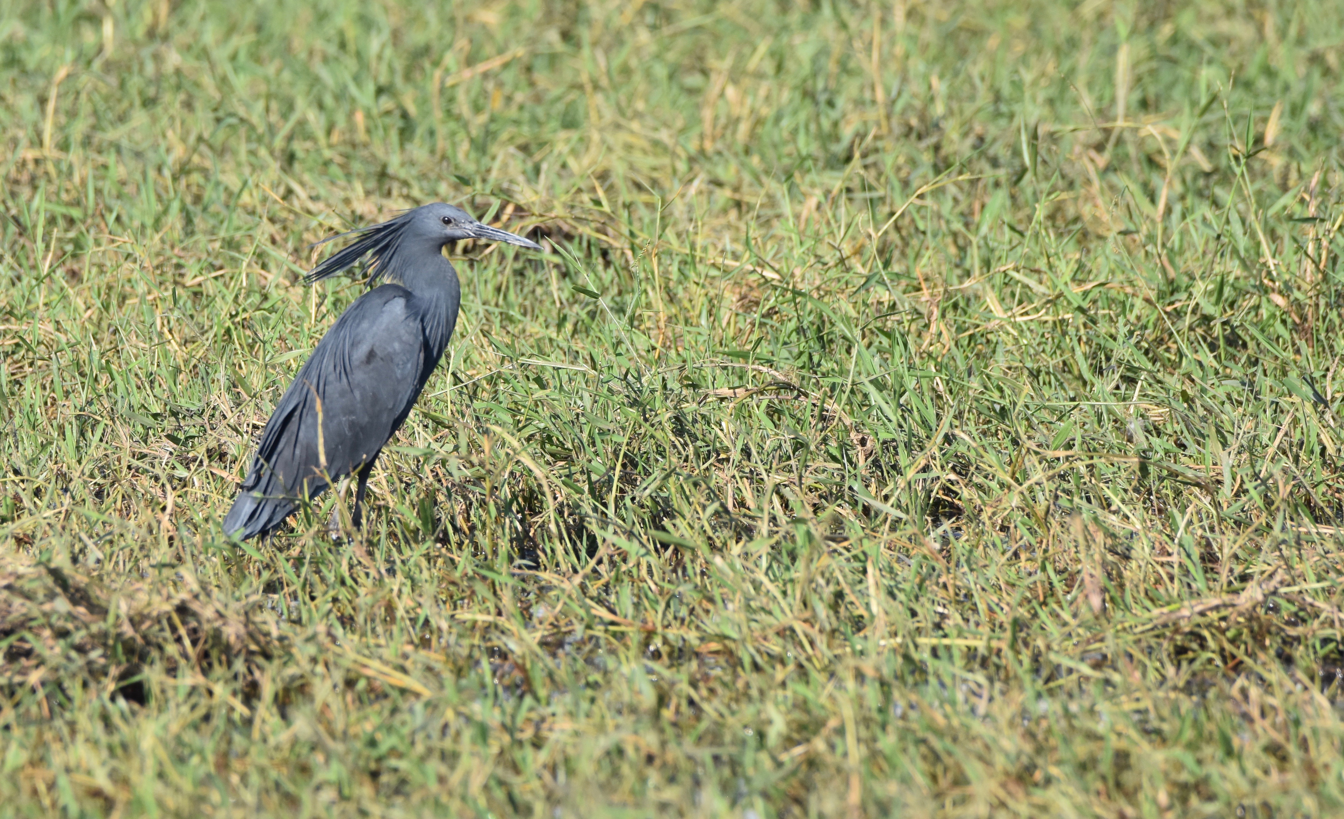 Chobe River Black Heron