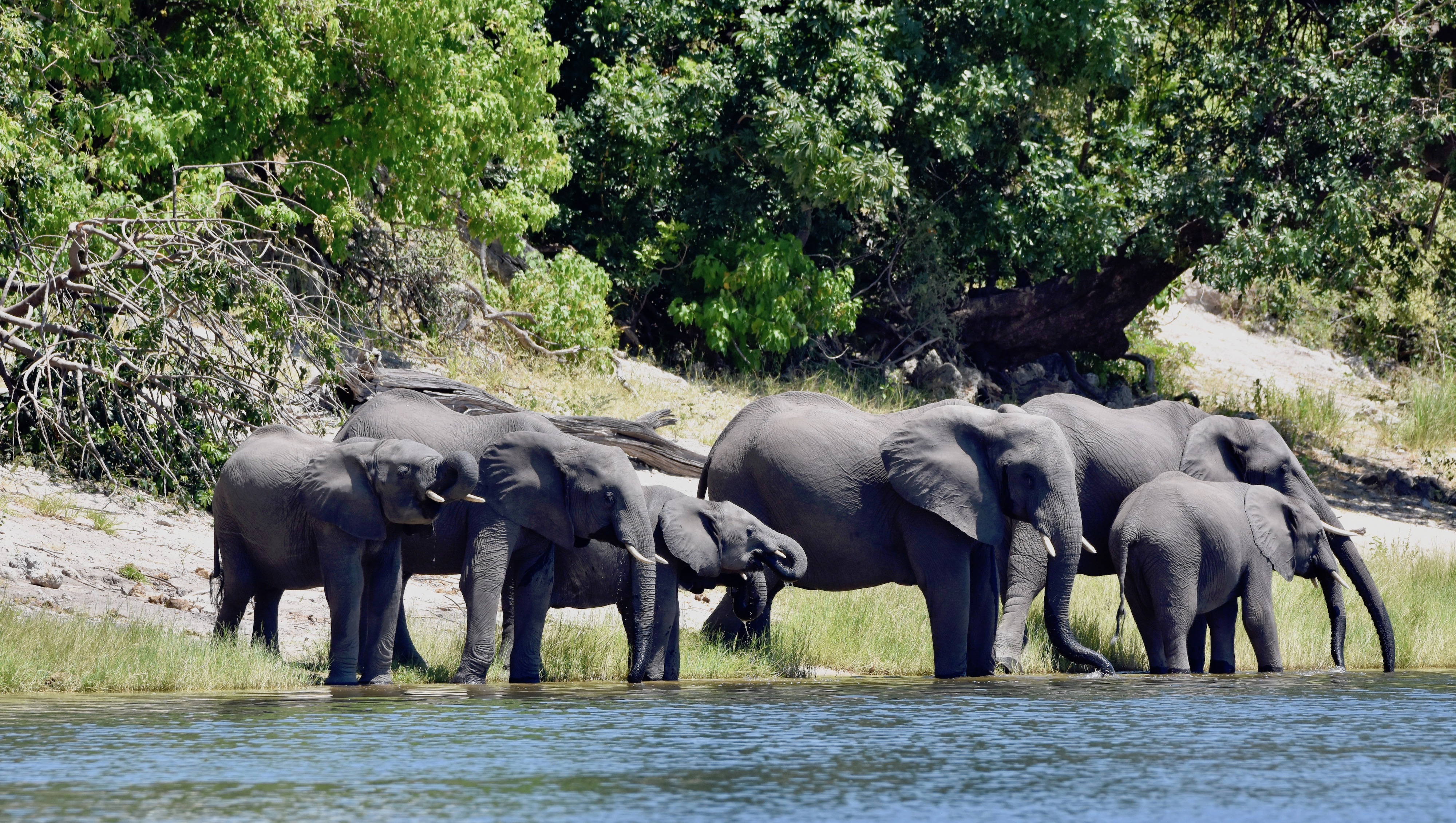 Elephant river. Национальный парк Чобе Ботсвана. Тритопс. Primejalibate Chobe.