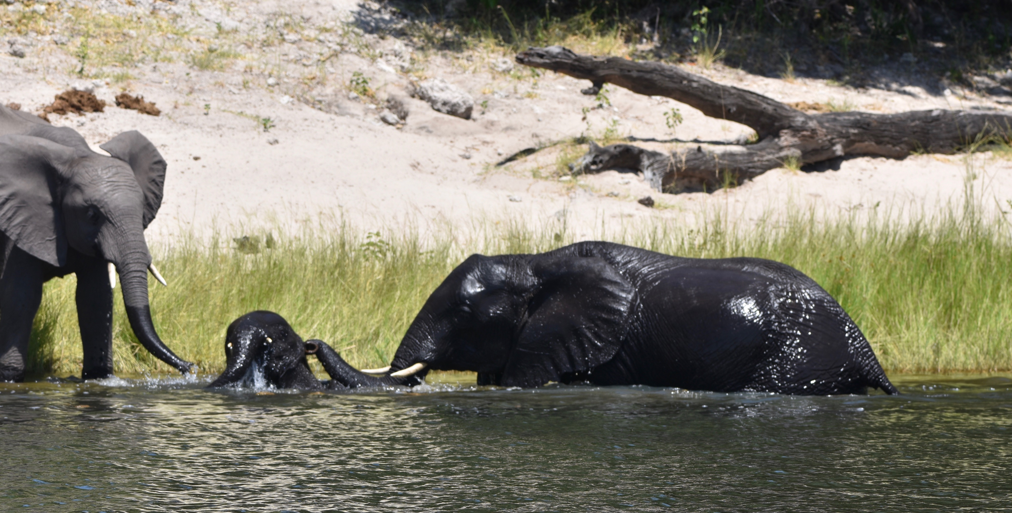 Chobe River Elephants
