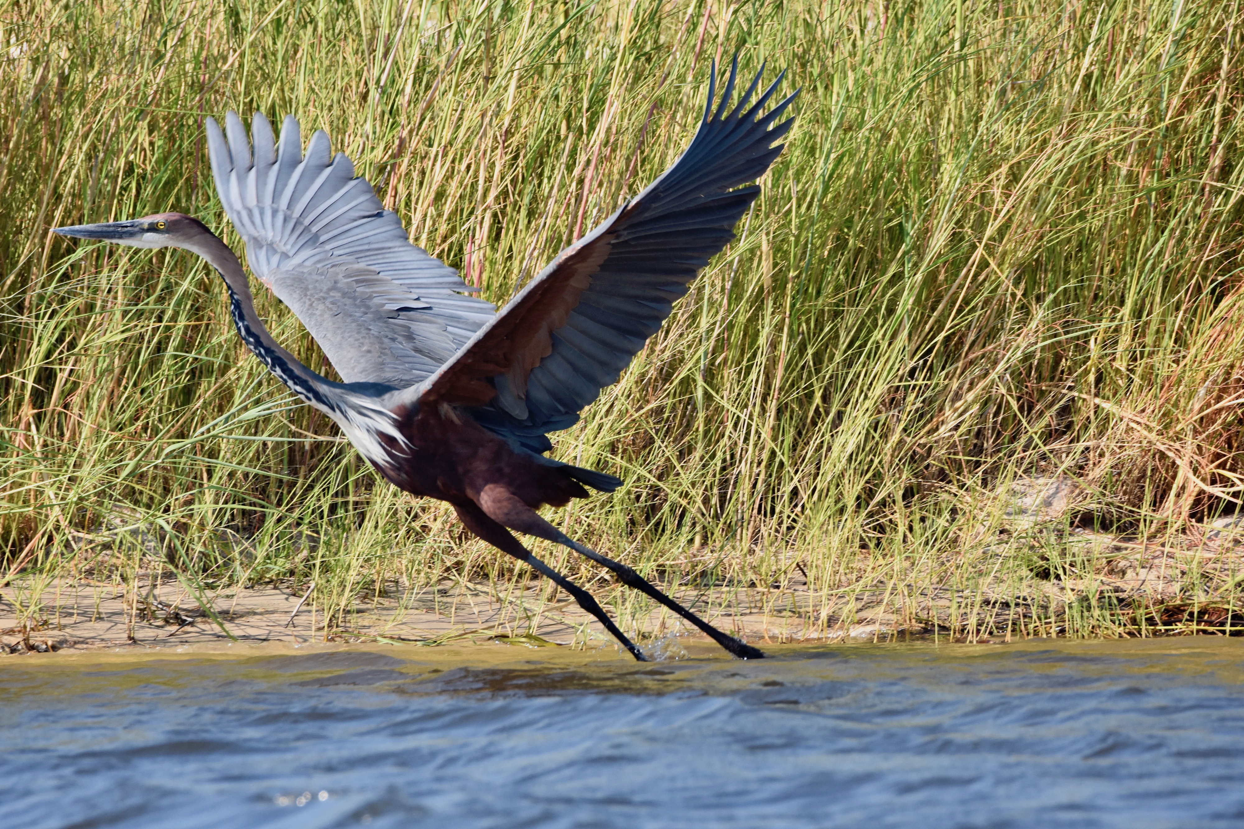 Goliath Heron, Chobe River