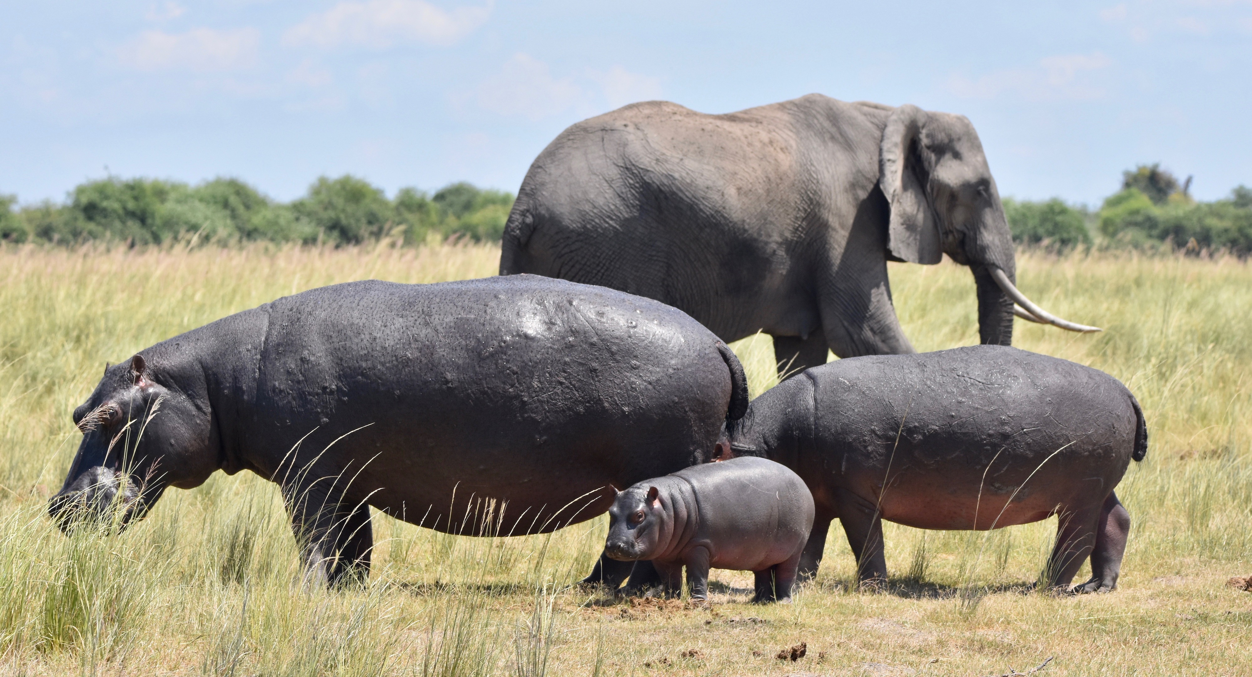Elephants % Hippos on the Chobe River