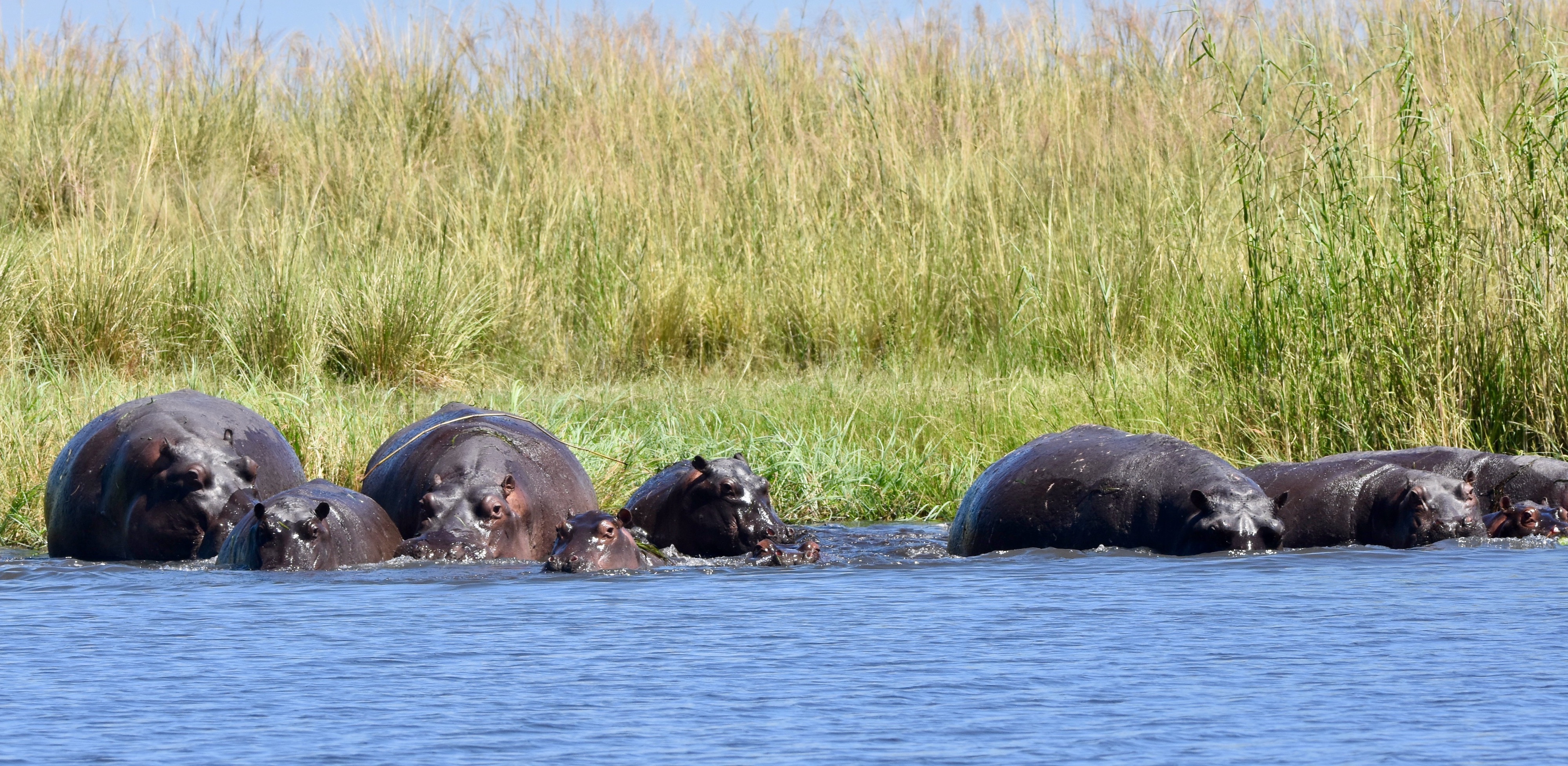 Chobe River Hippos