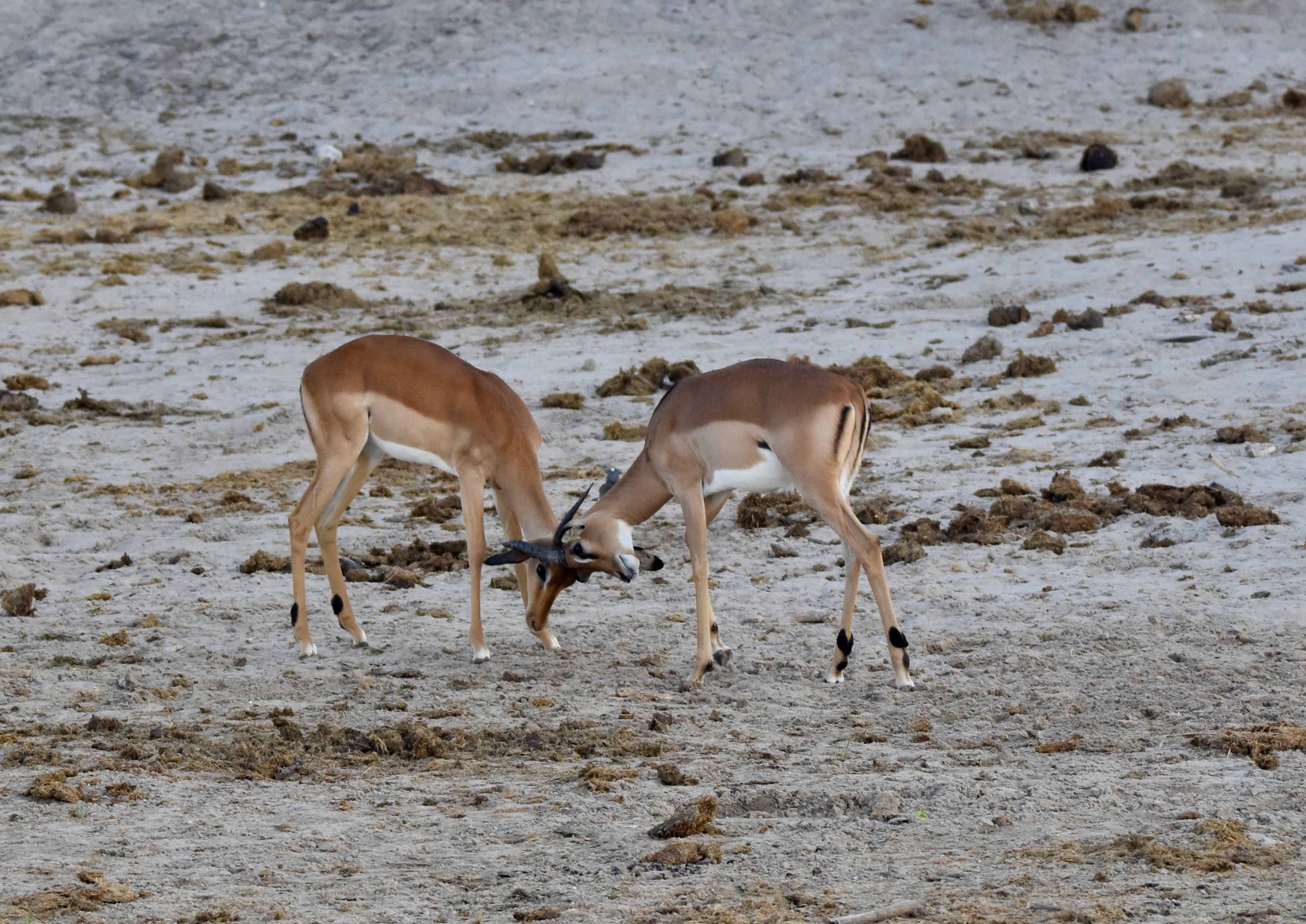 Playful Impalas