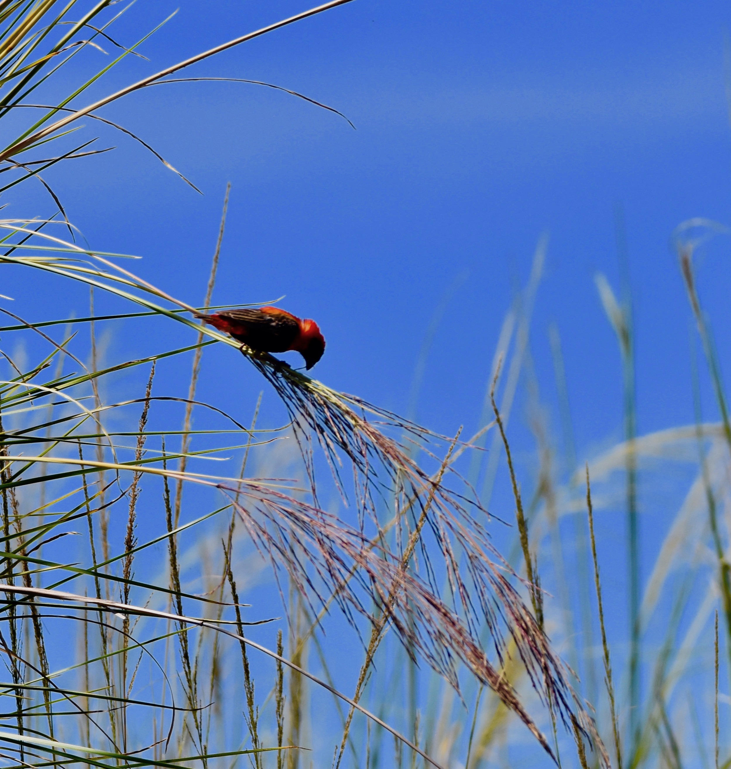 Southern Red Bishop