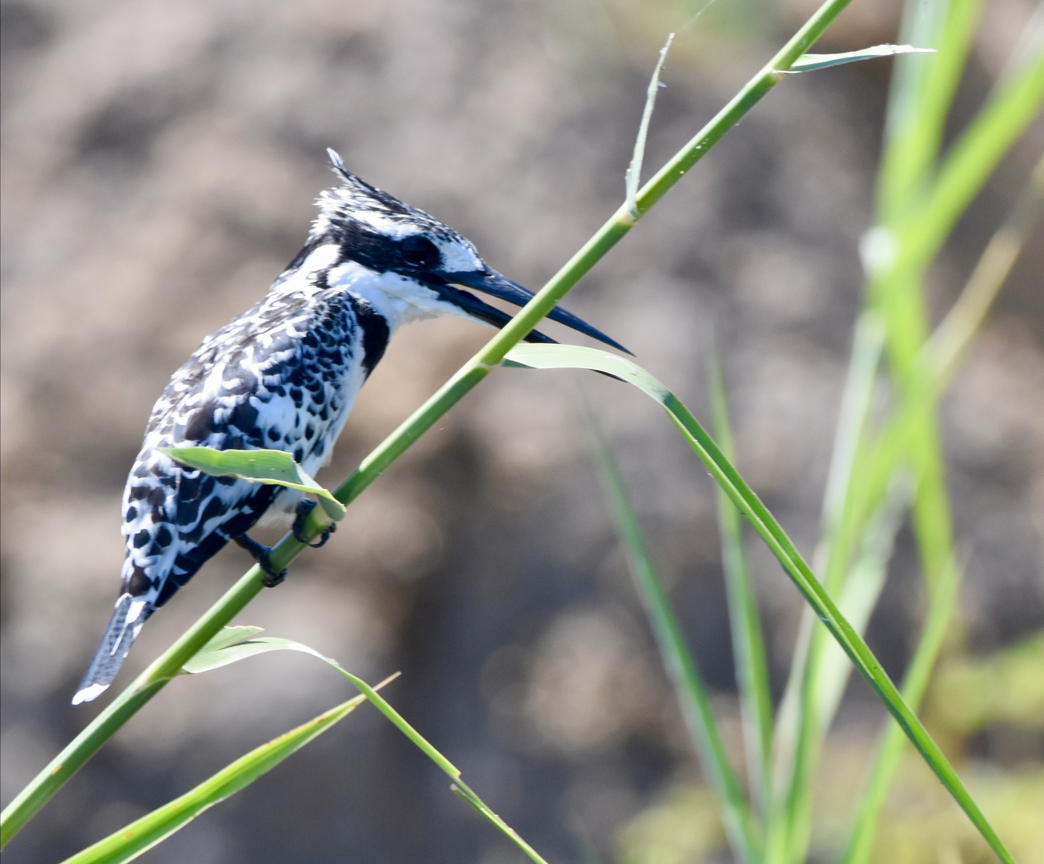 Pied Kingfisher, Chobe River