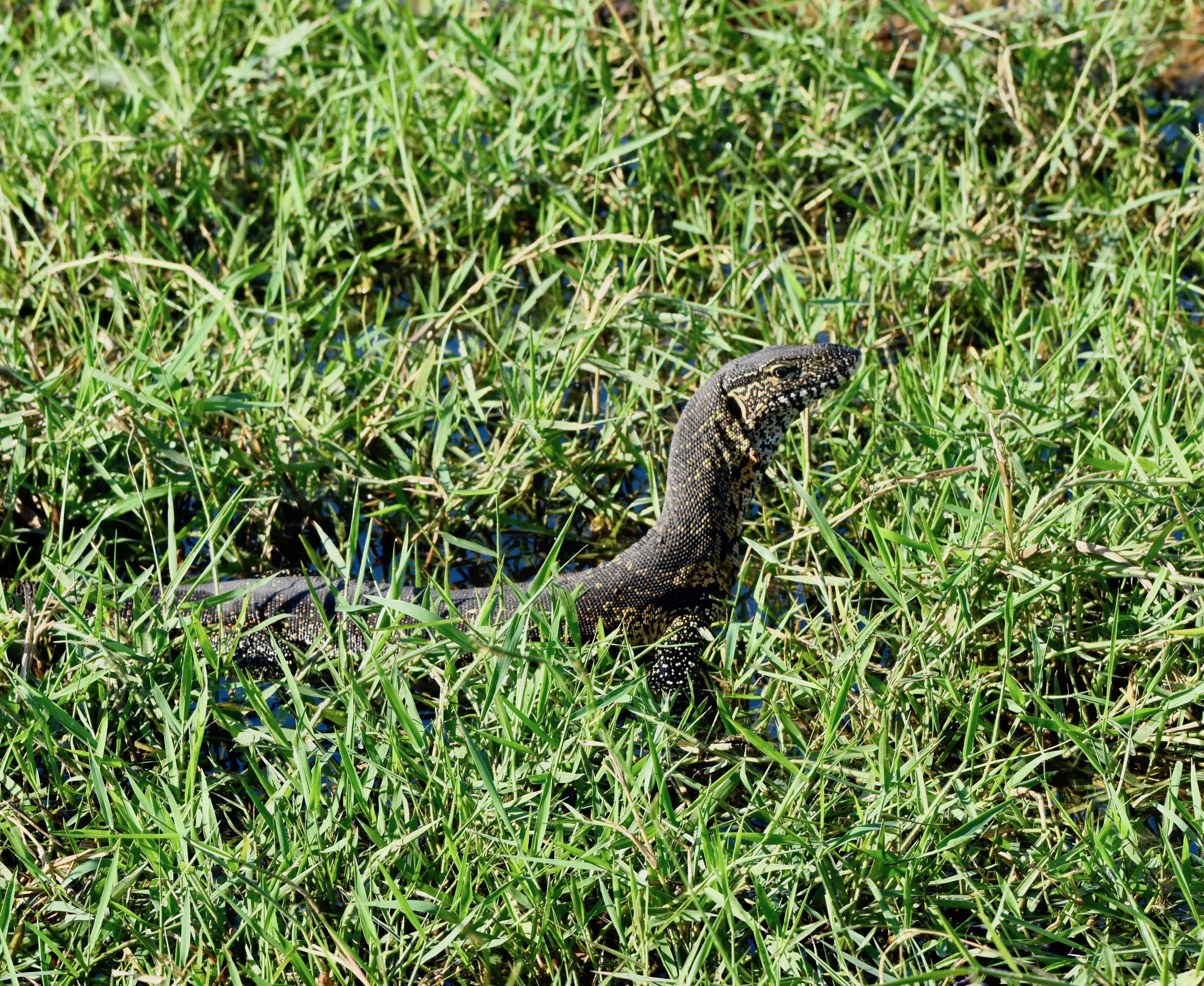 Chobe River Water Monitor