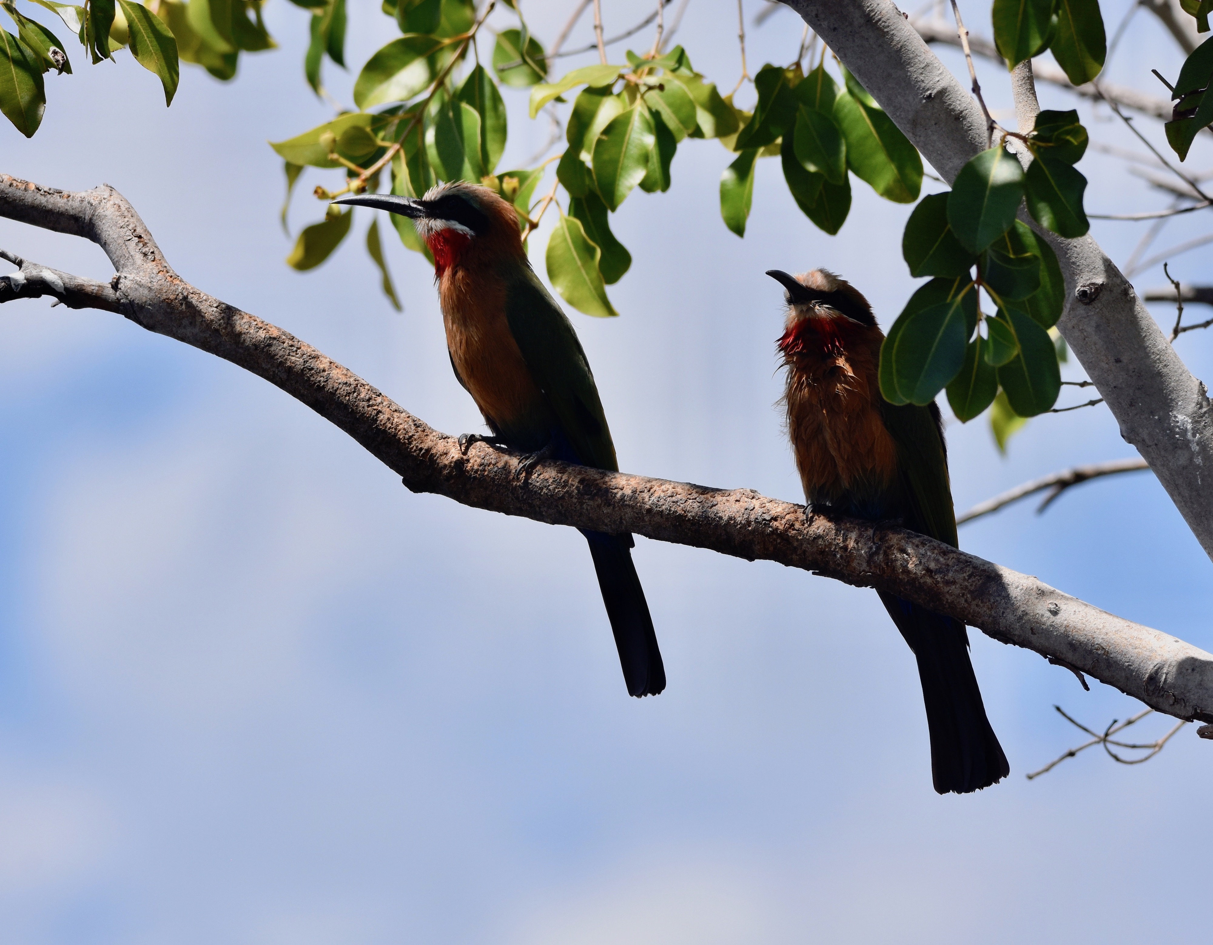 White-Fronted Bee Eater Pair, Chobe River