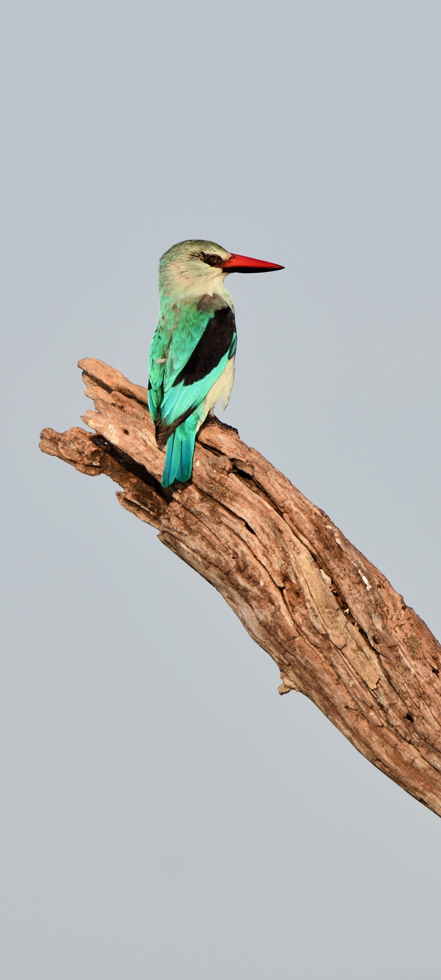 Woodland Kingfisher, Chobe River