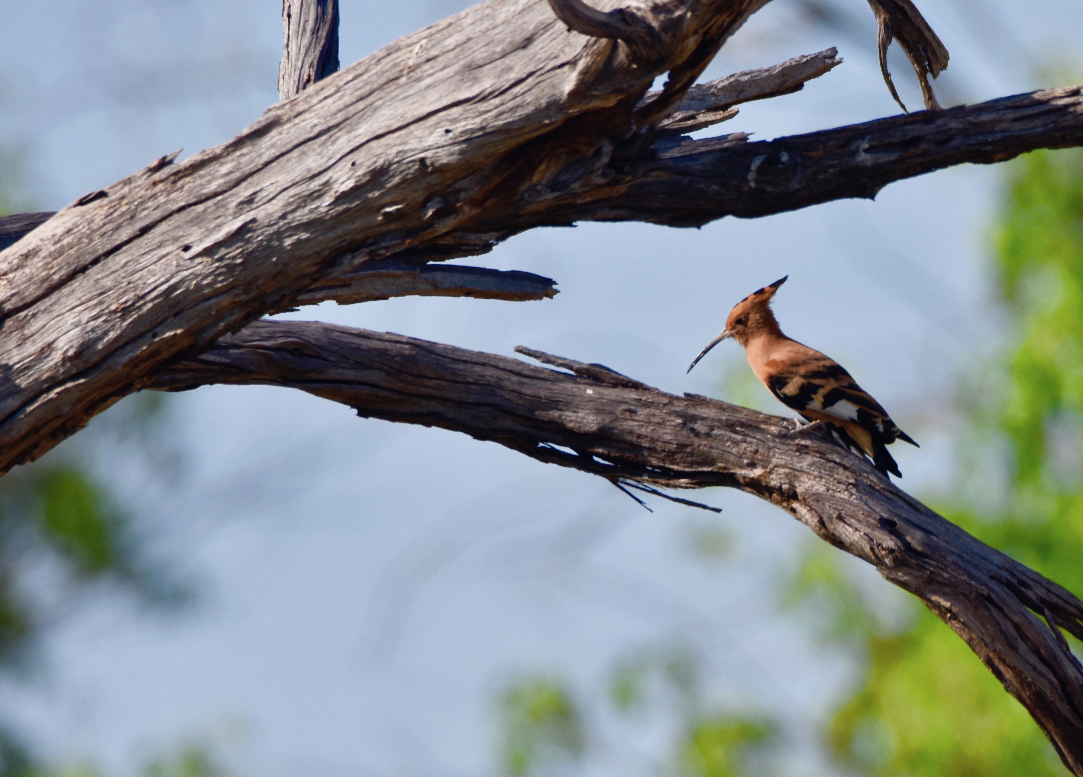 African Hoopoe, Botswana