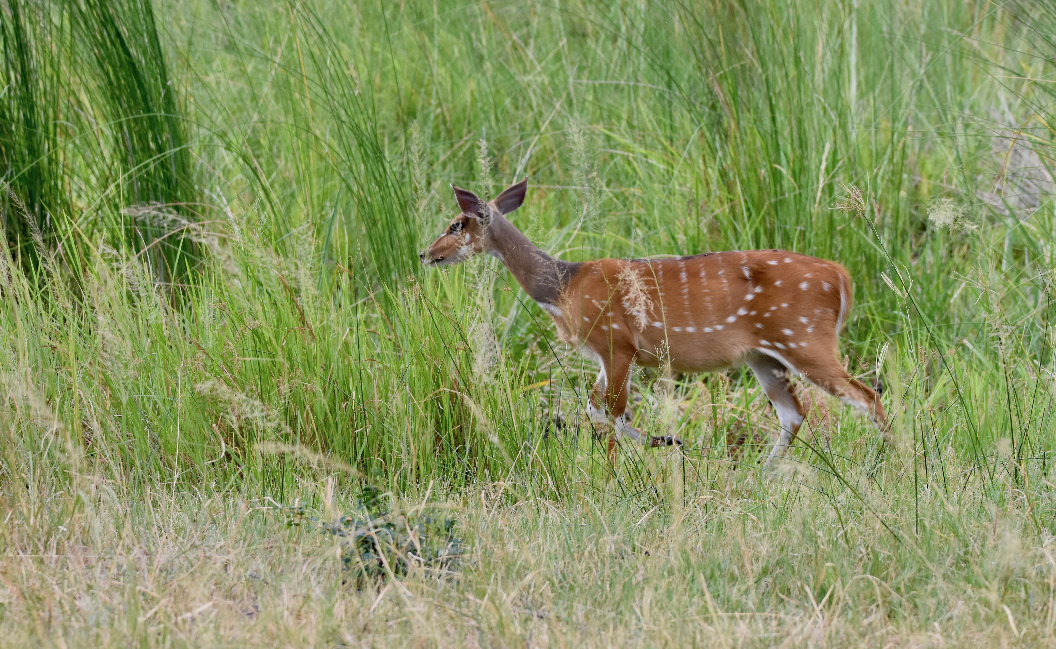 Okavango Bushbuck