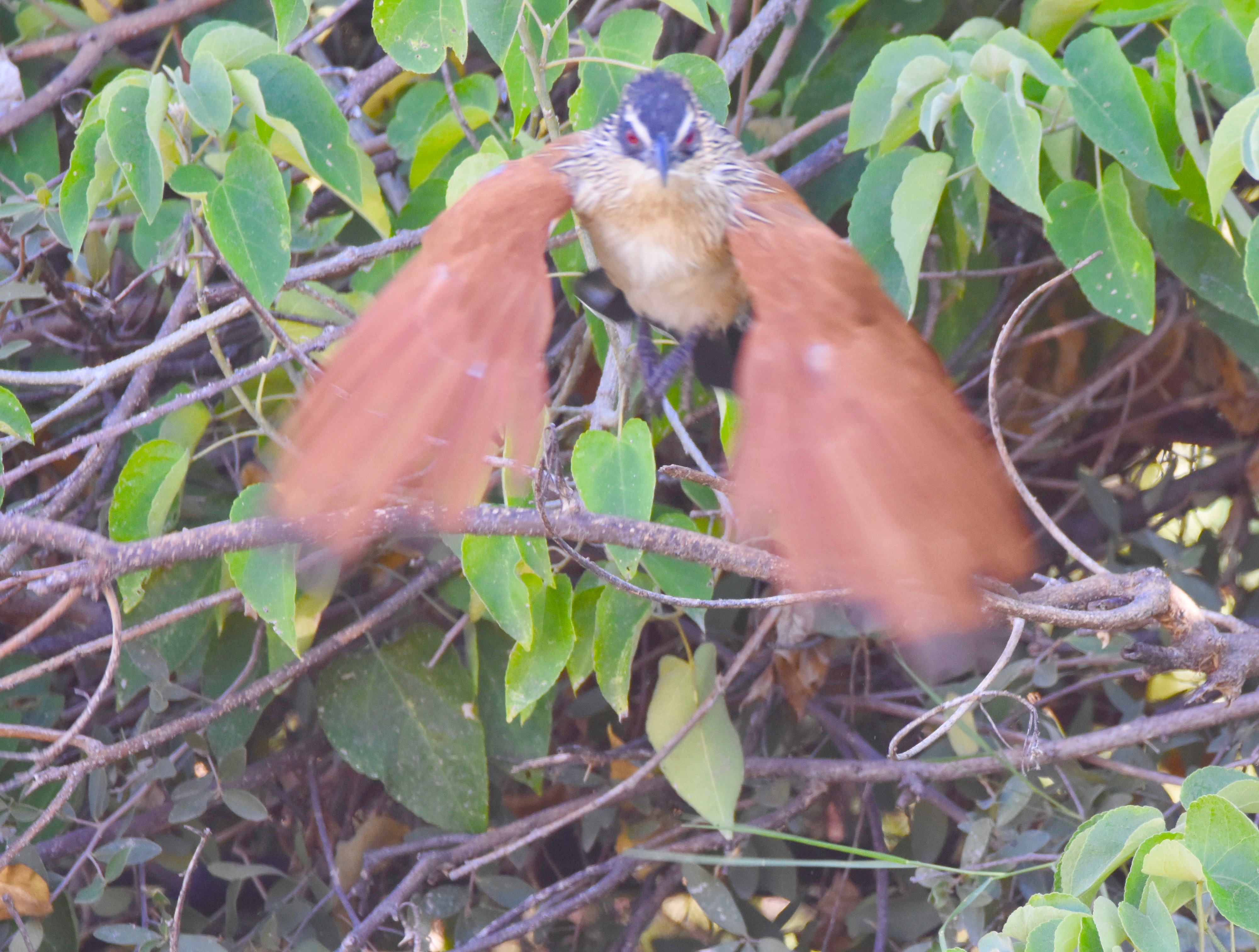 Coucal in Flight, Botswana