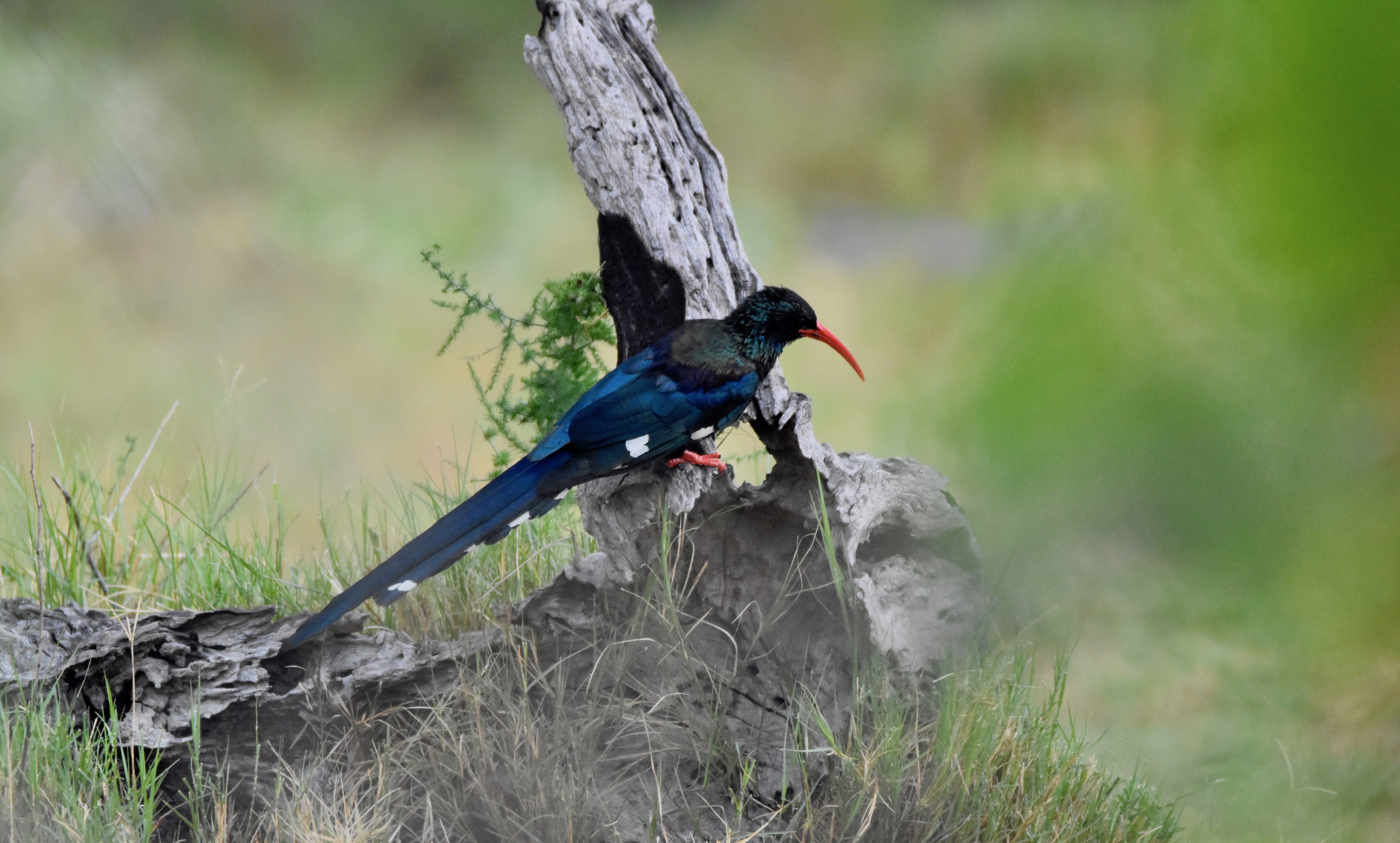 Green Wood Hoopoe, Okavango