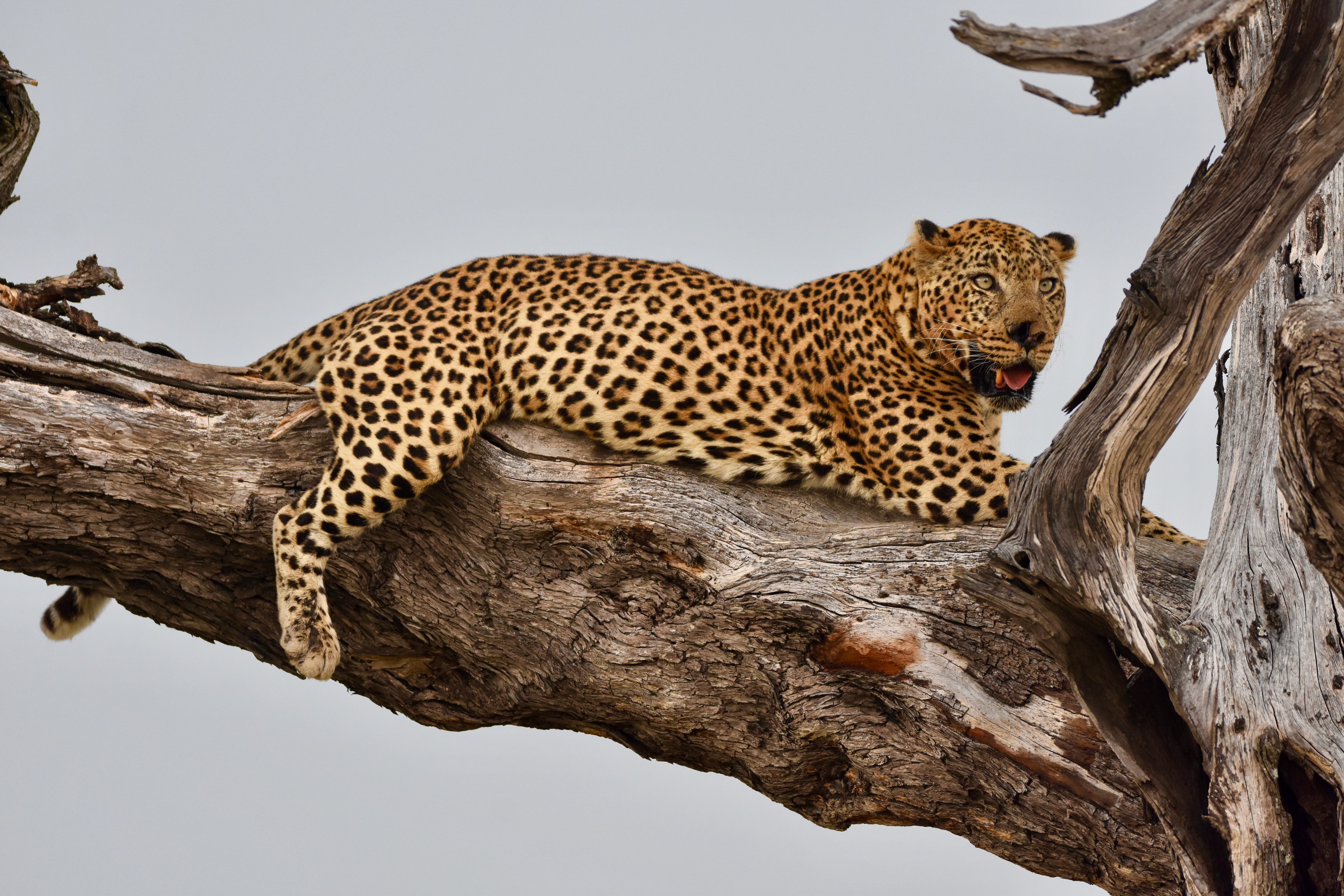 Okavango Leopard