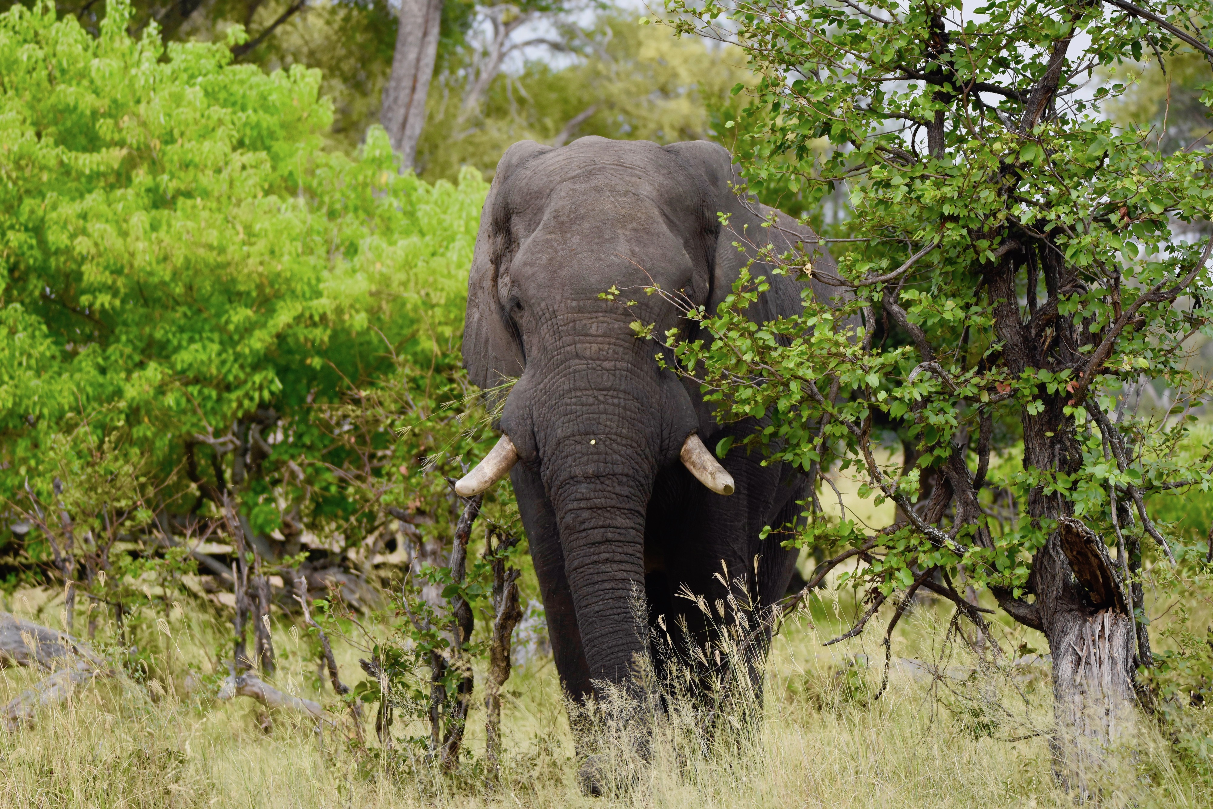 Okavango Elephant