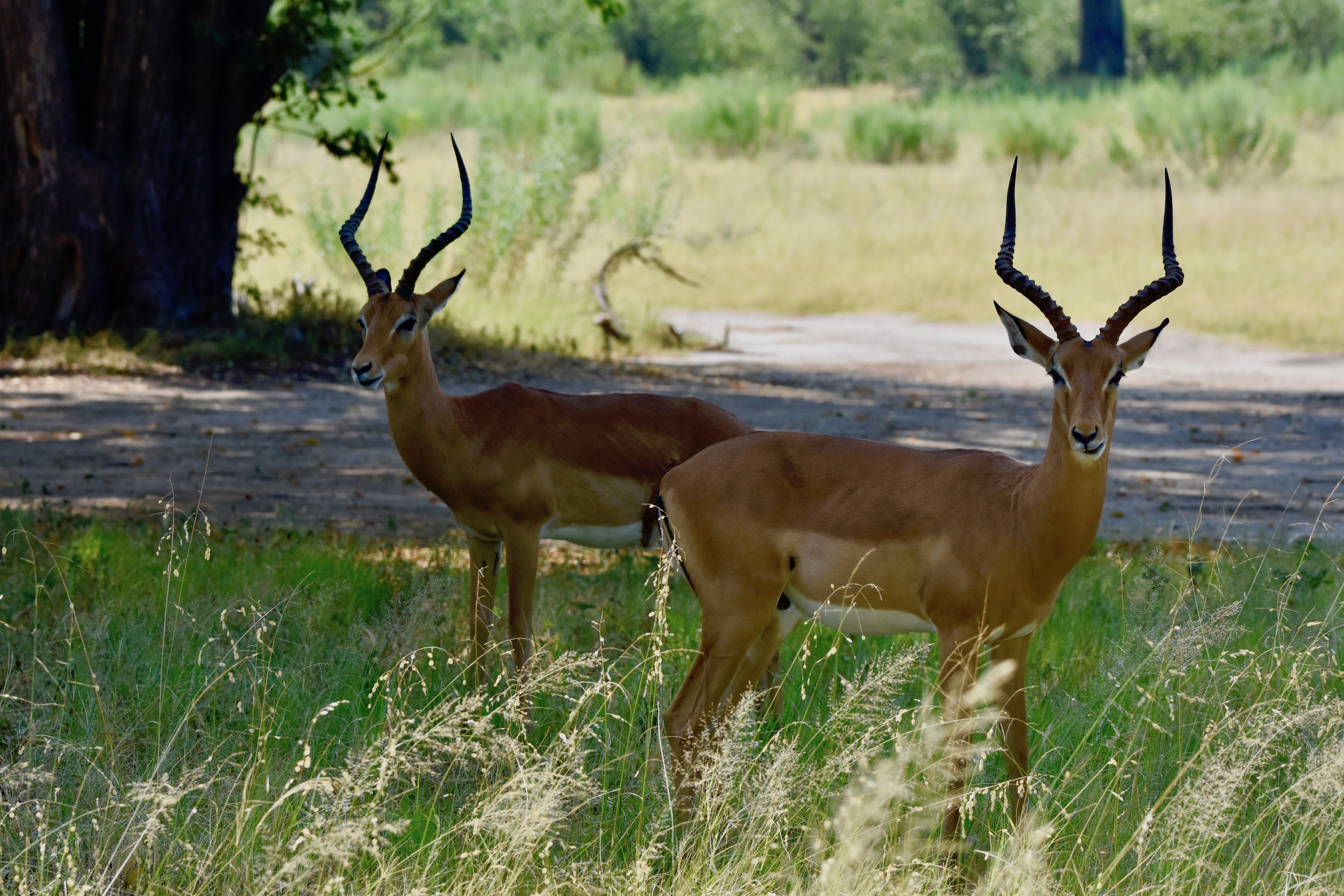 Male Impalas, Okavango, Botswana