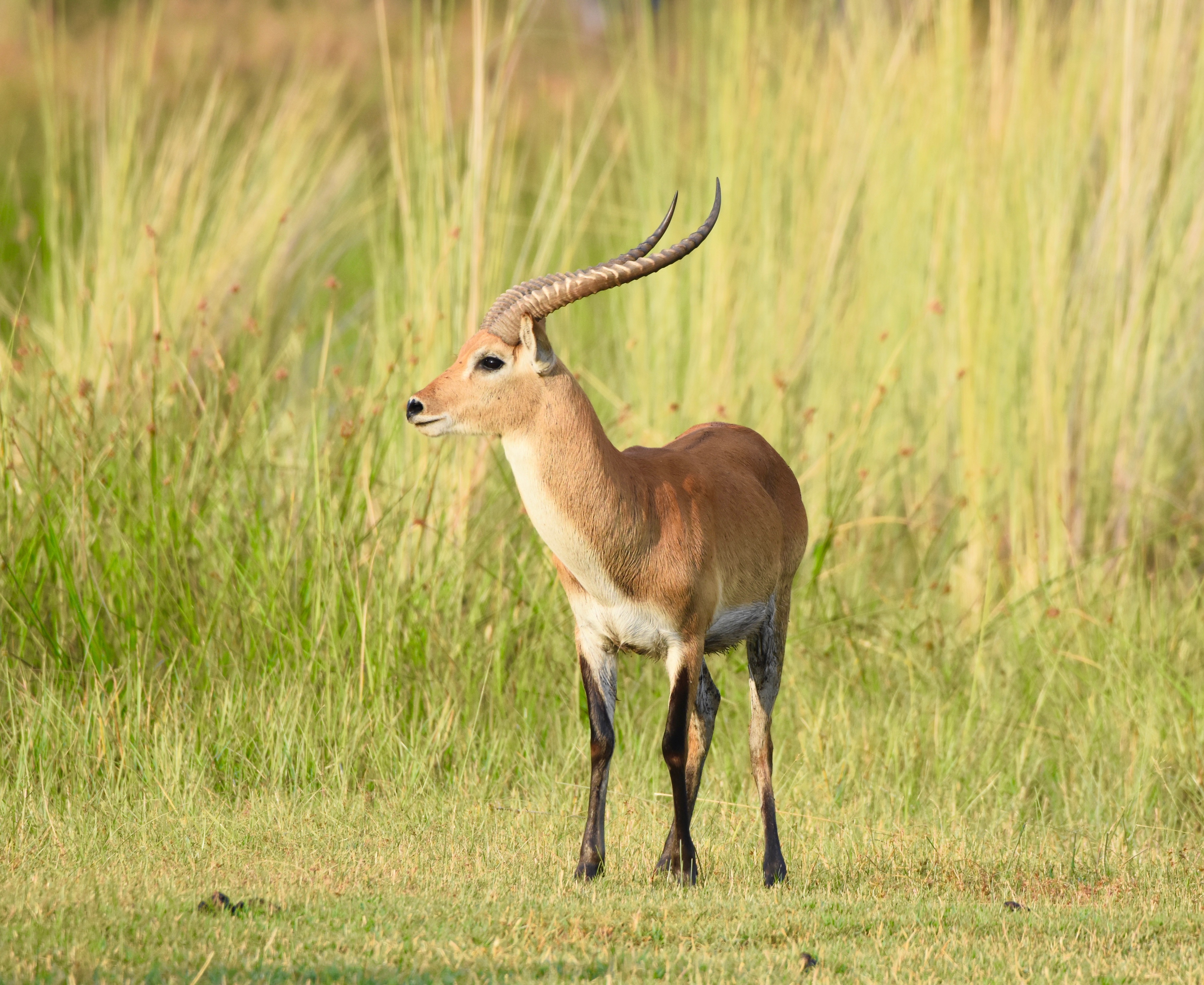 Red Lechwe, Okavango, Botswana