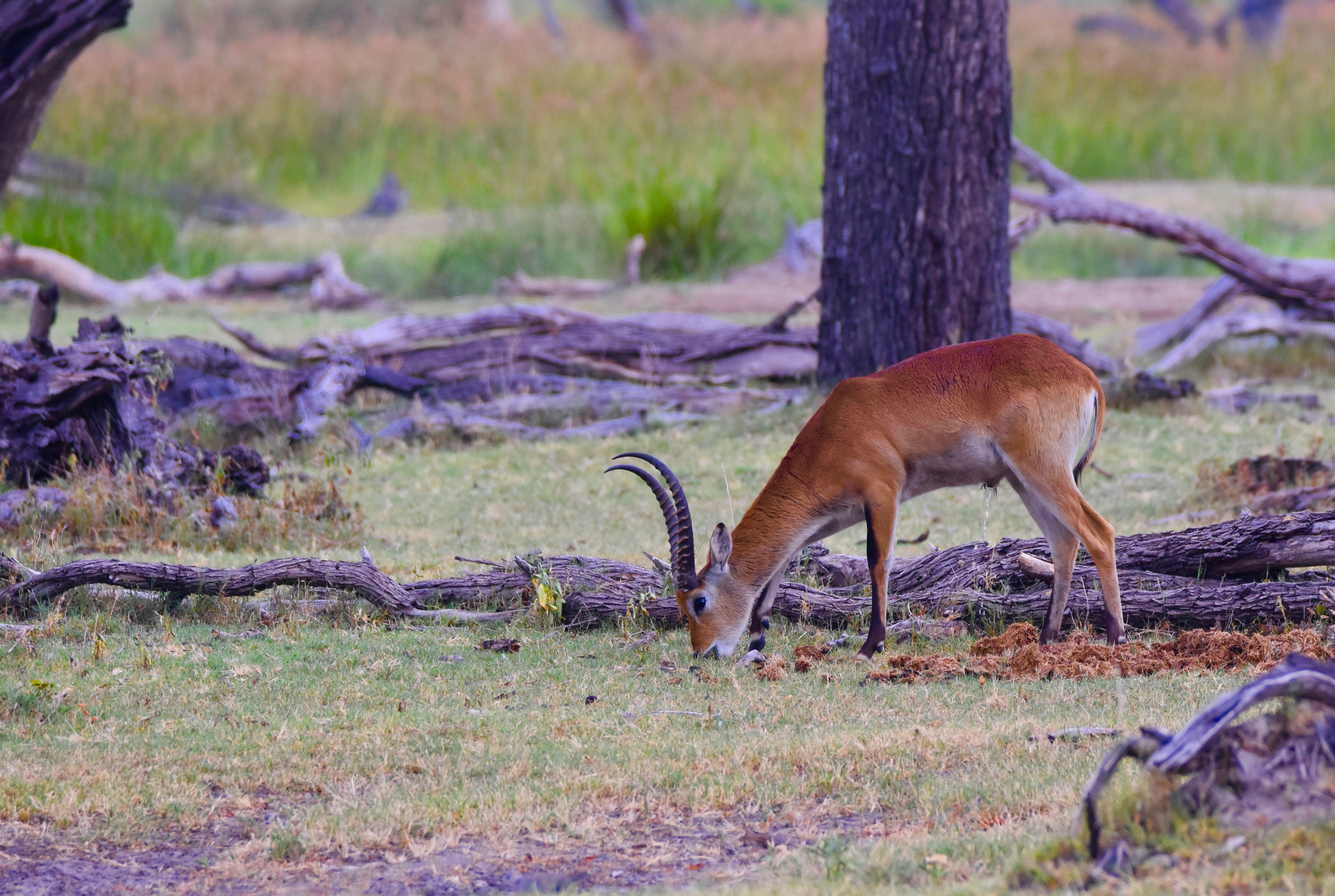 Red Lechwe, Okavango