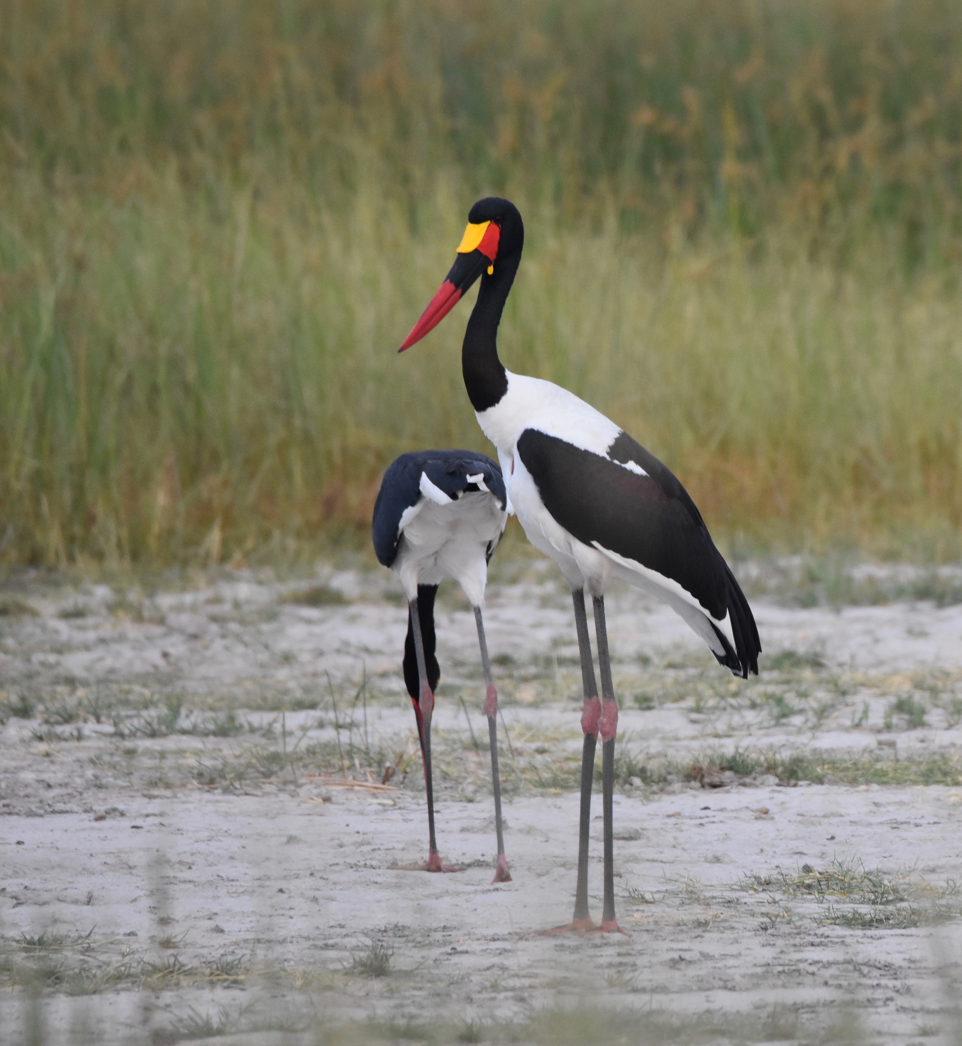 Saddle-Billed Stork Pair , Botswana