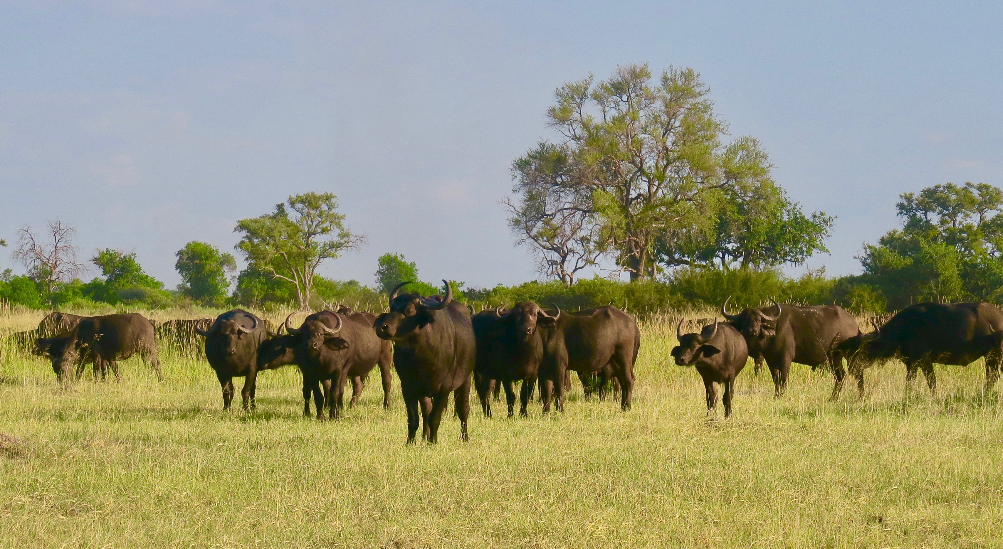 Cape Buffalo, Okavango