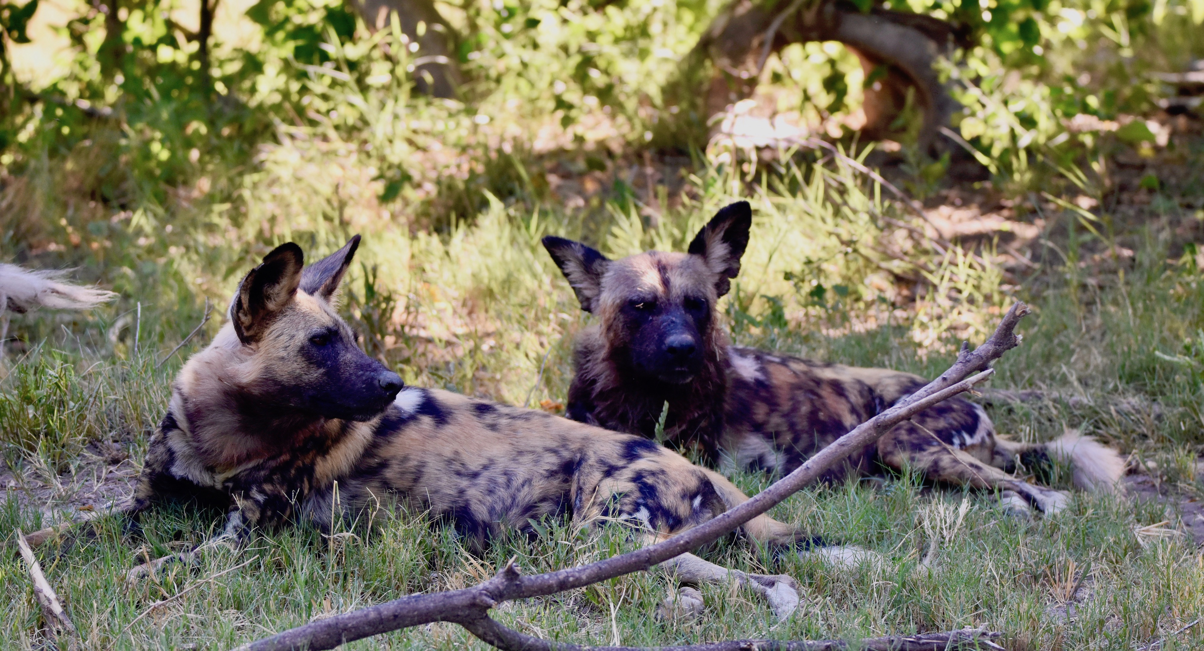 Wild Dog Pair, Botswana