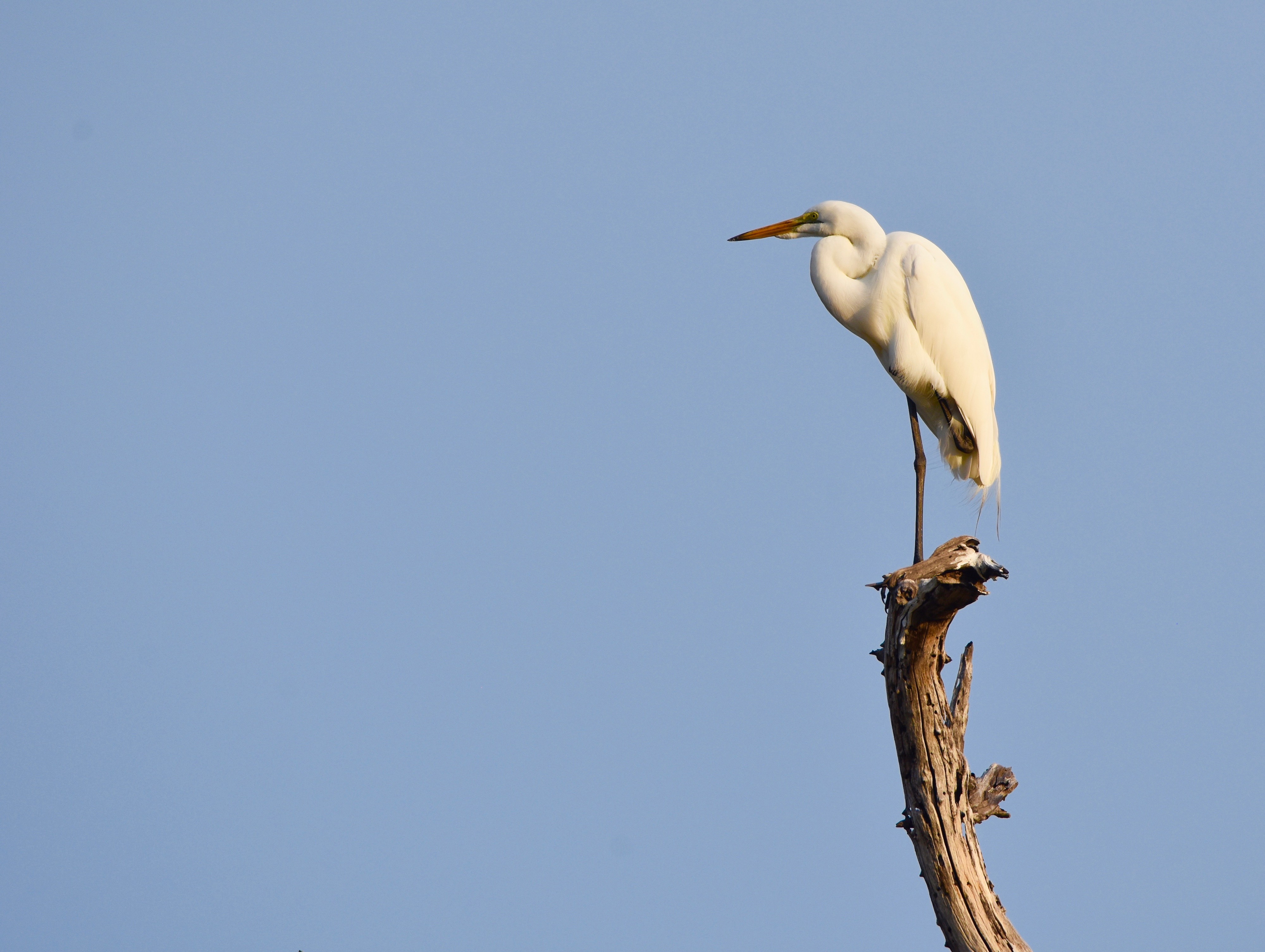 Yellow-Billed Egret, Okavango, Botswana