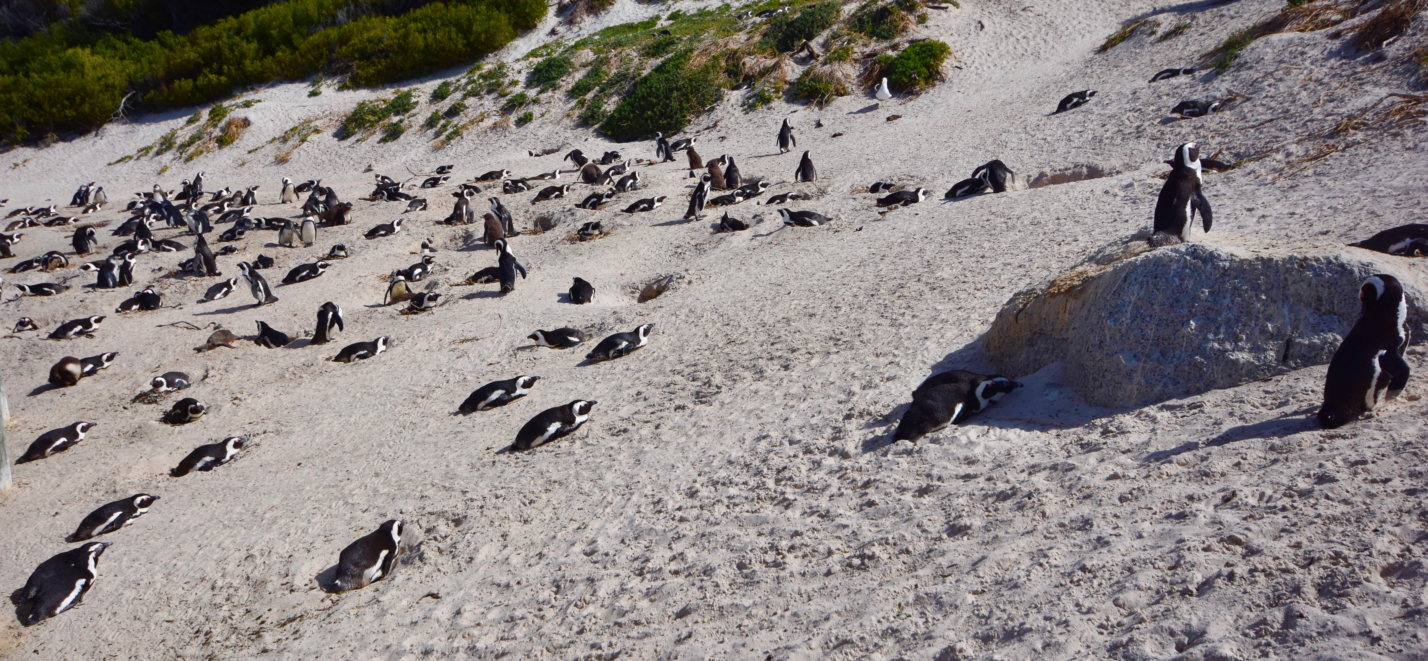 African Penguin Colony, Cape of Good Hope