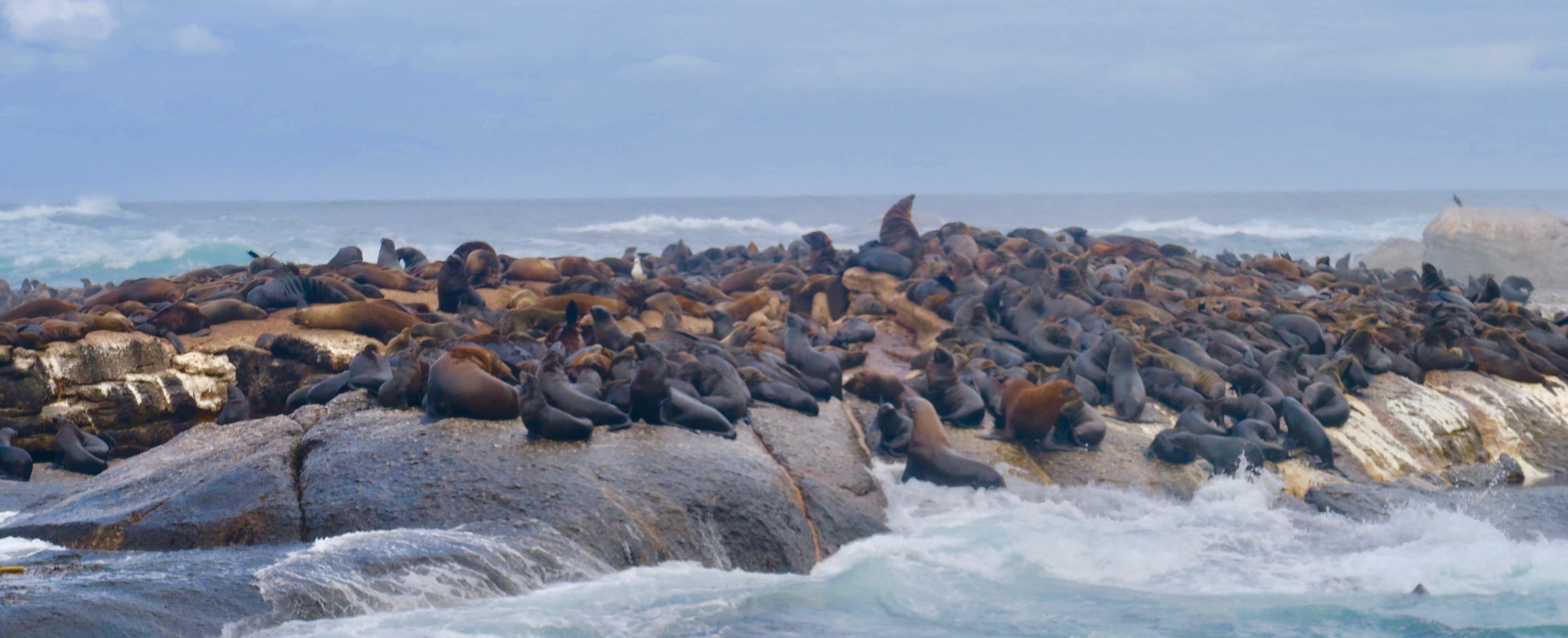 Seal Island, Cape of Good Hope