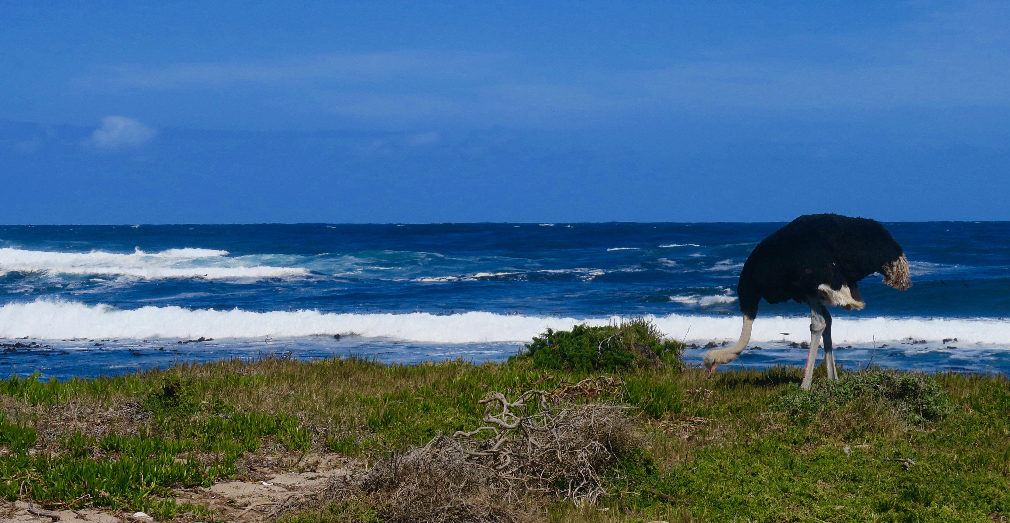 Ostrich by the Sea, Cape of Good Hope