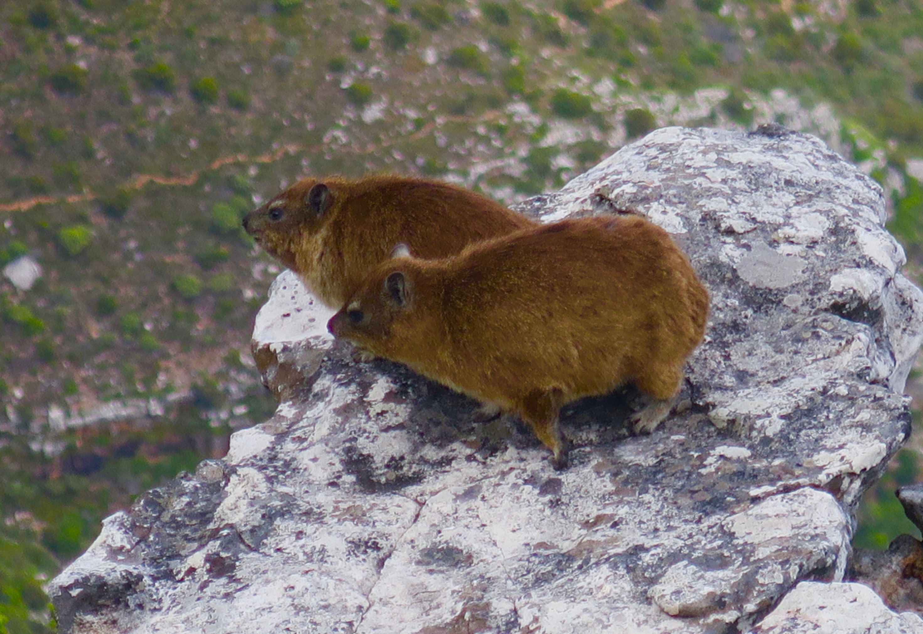 Rock Hyrax, Table Mountain