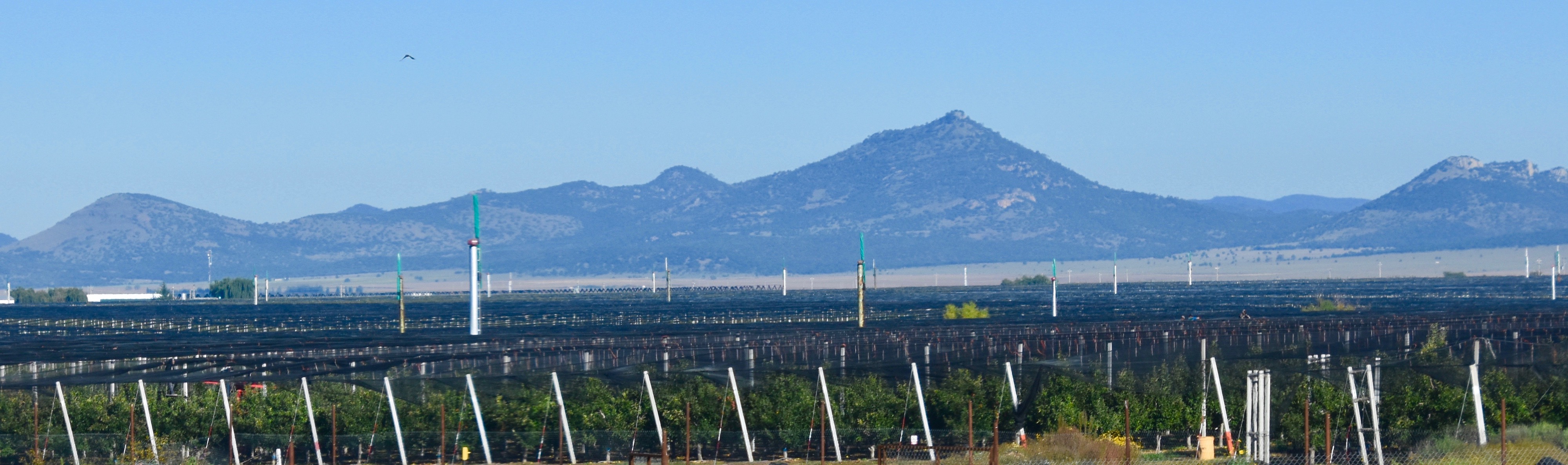 Apple Orchards on El Chepe