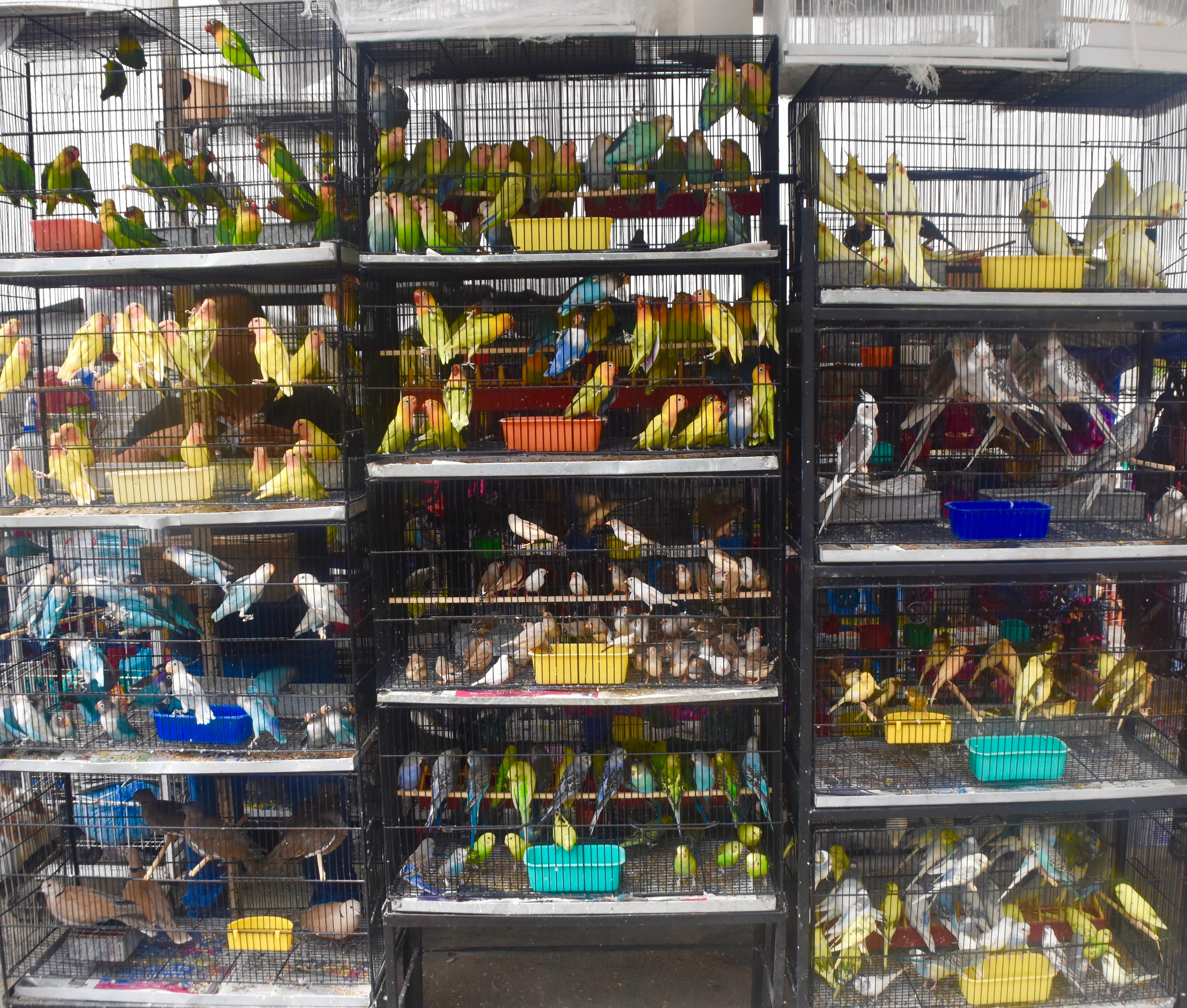 Bird Market, Guadalajara