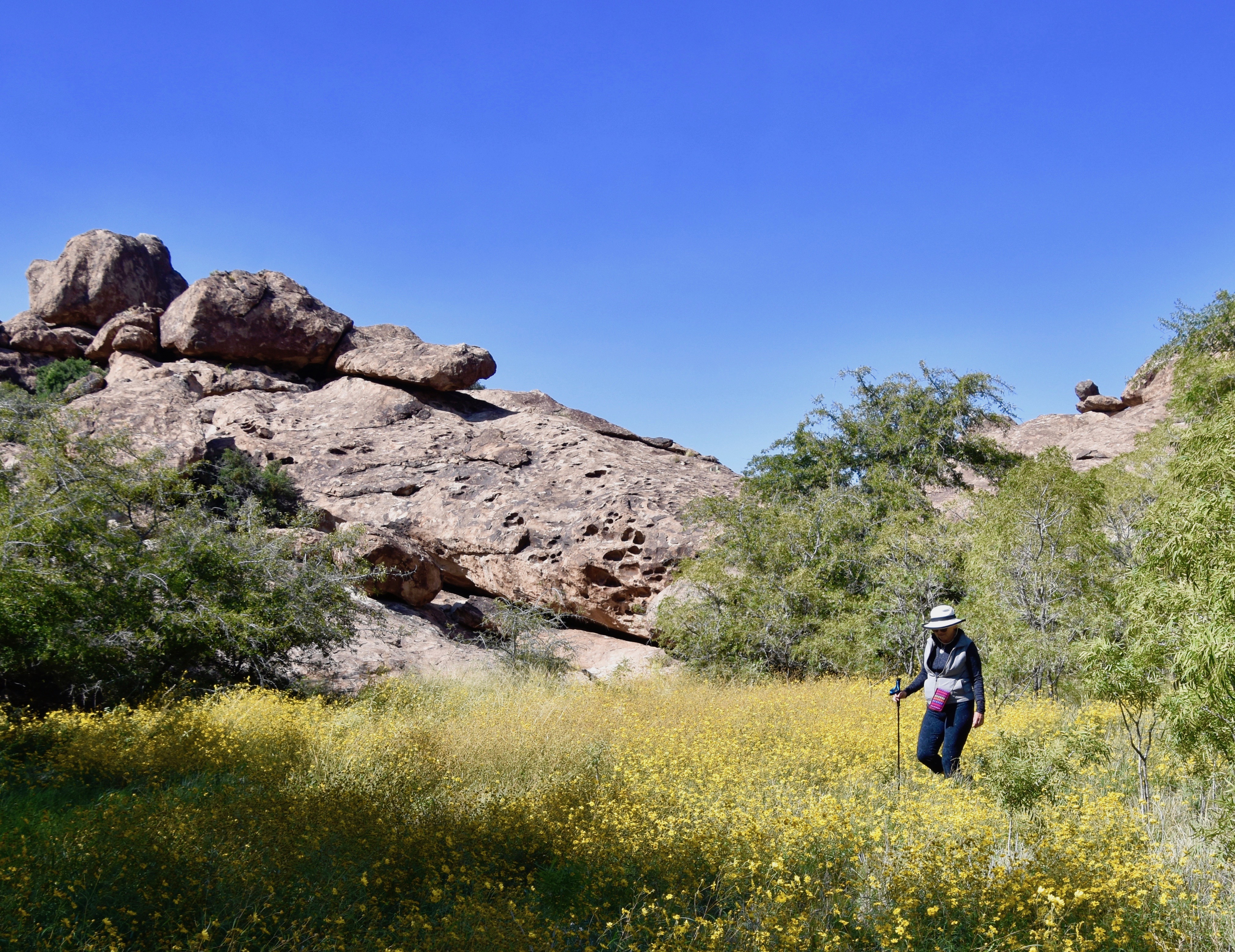 Alison in the Coreopsis, Hueco Tanks