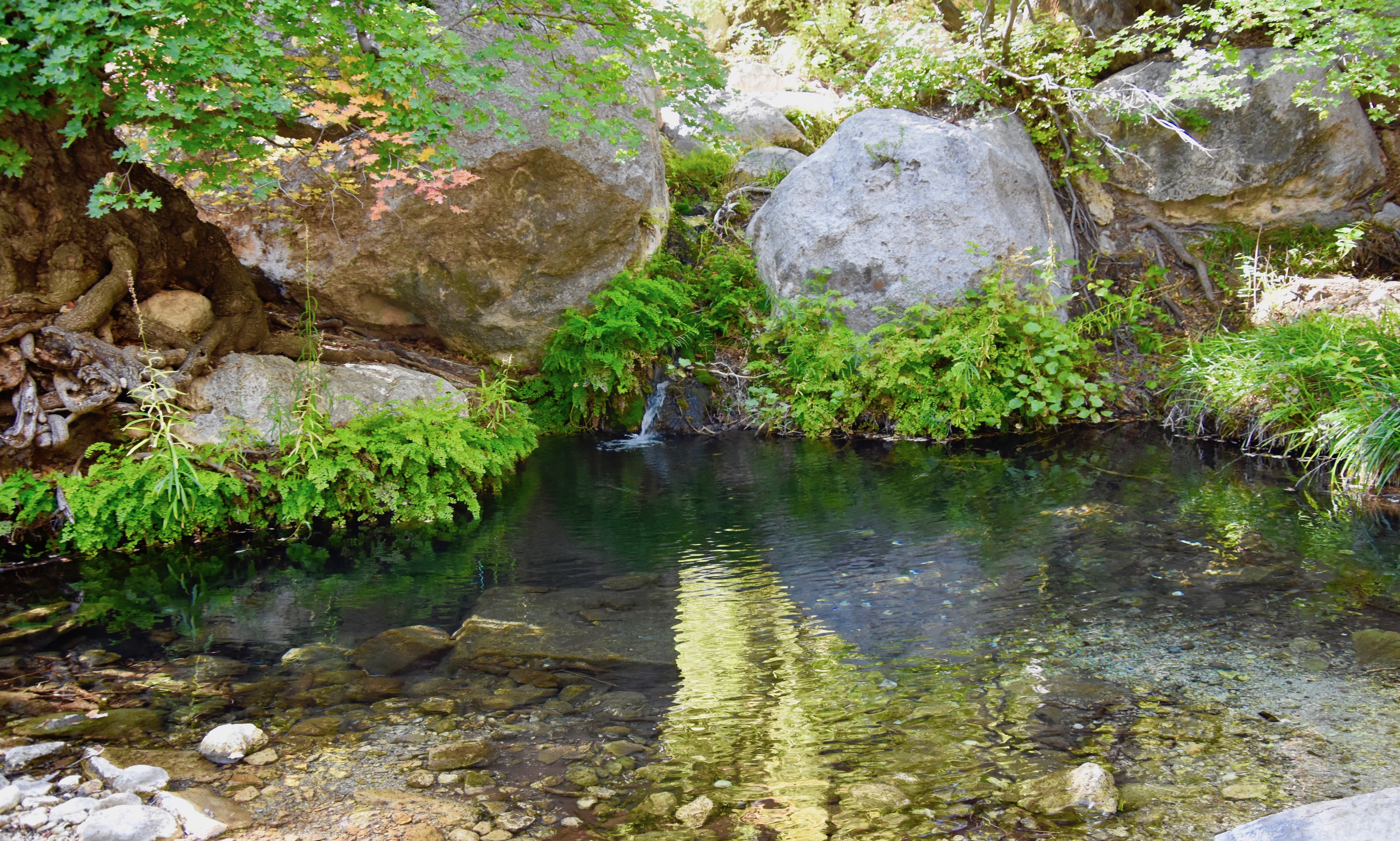 Smith's Spring, Guadalupe Mountains