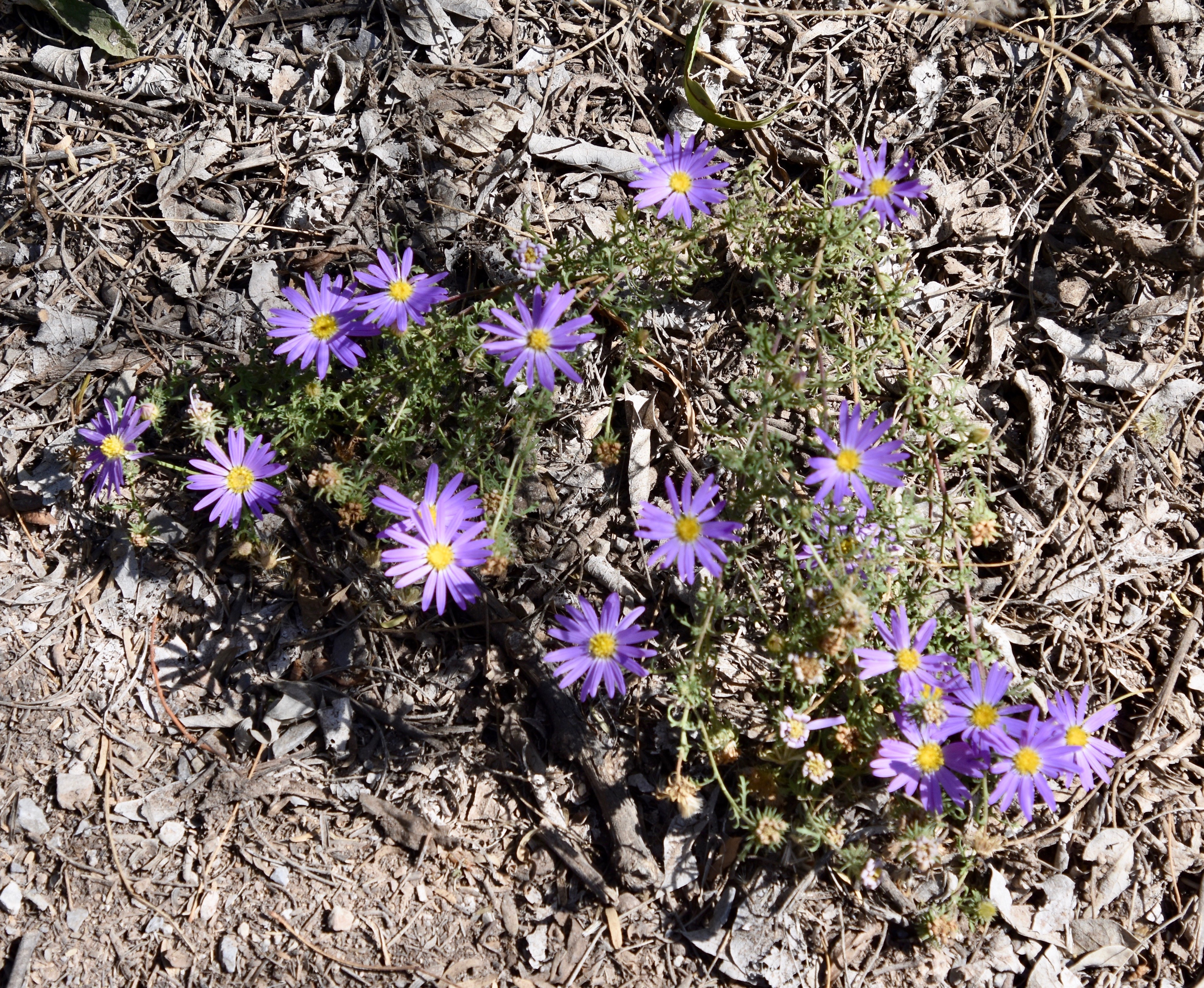 Wild Asters, Huecos Tanks