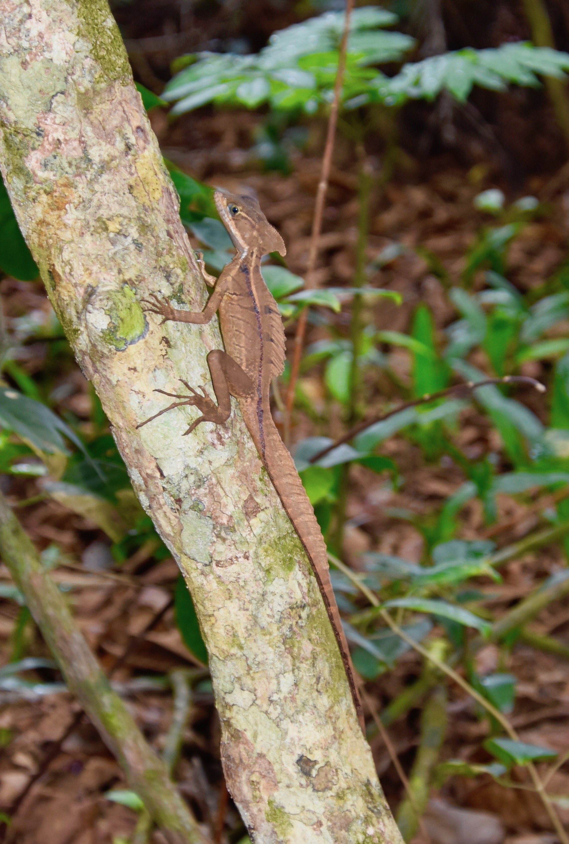 Brown Basilisk, Manuel Antonio Park