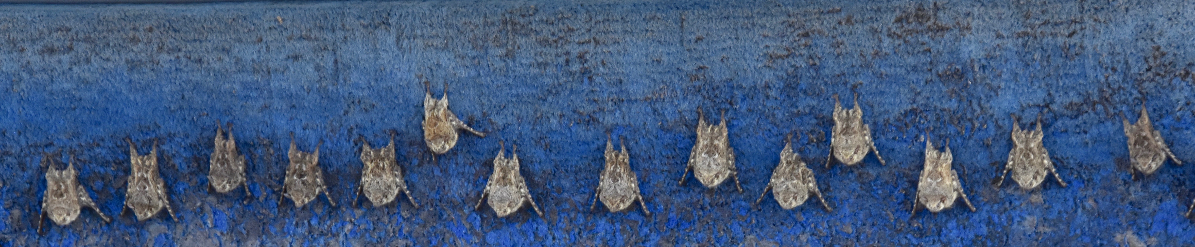 Bats on a Boat, Los Isletas